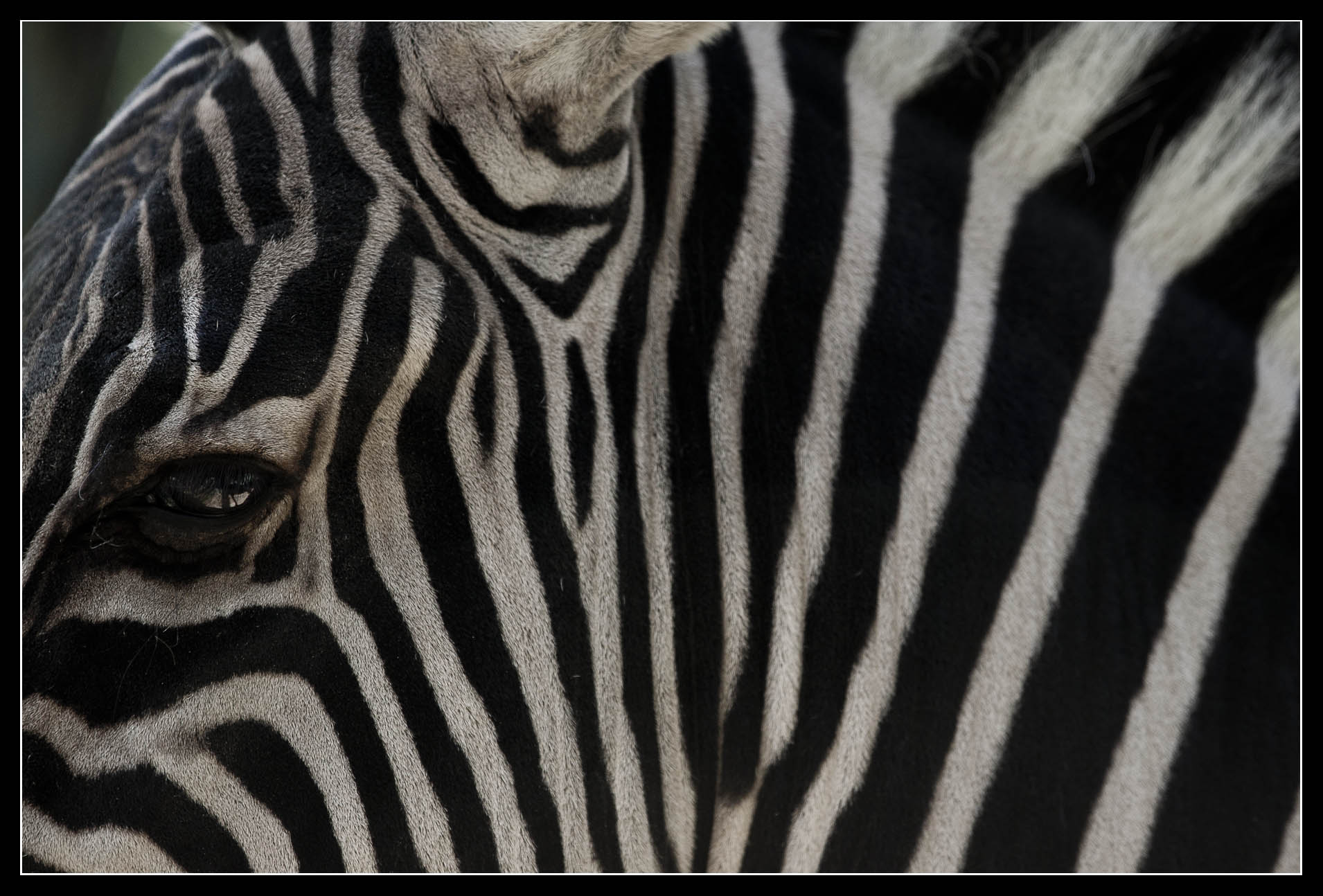 Zebra