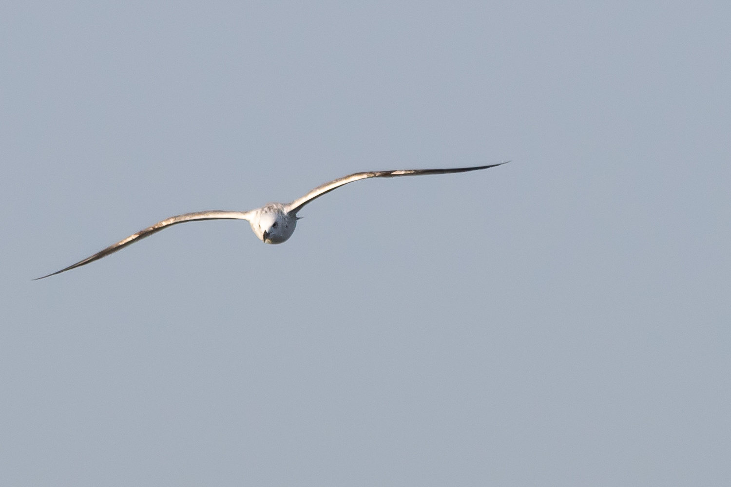 Gabbiano reale in picchiata