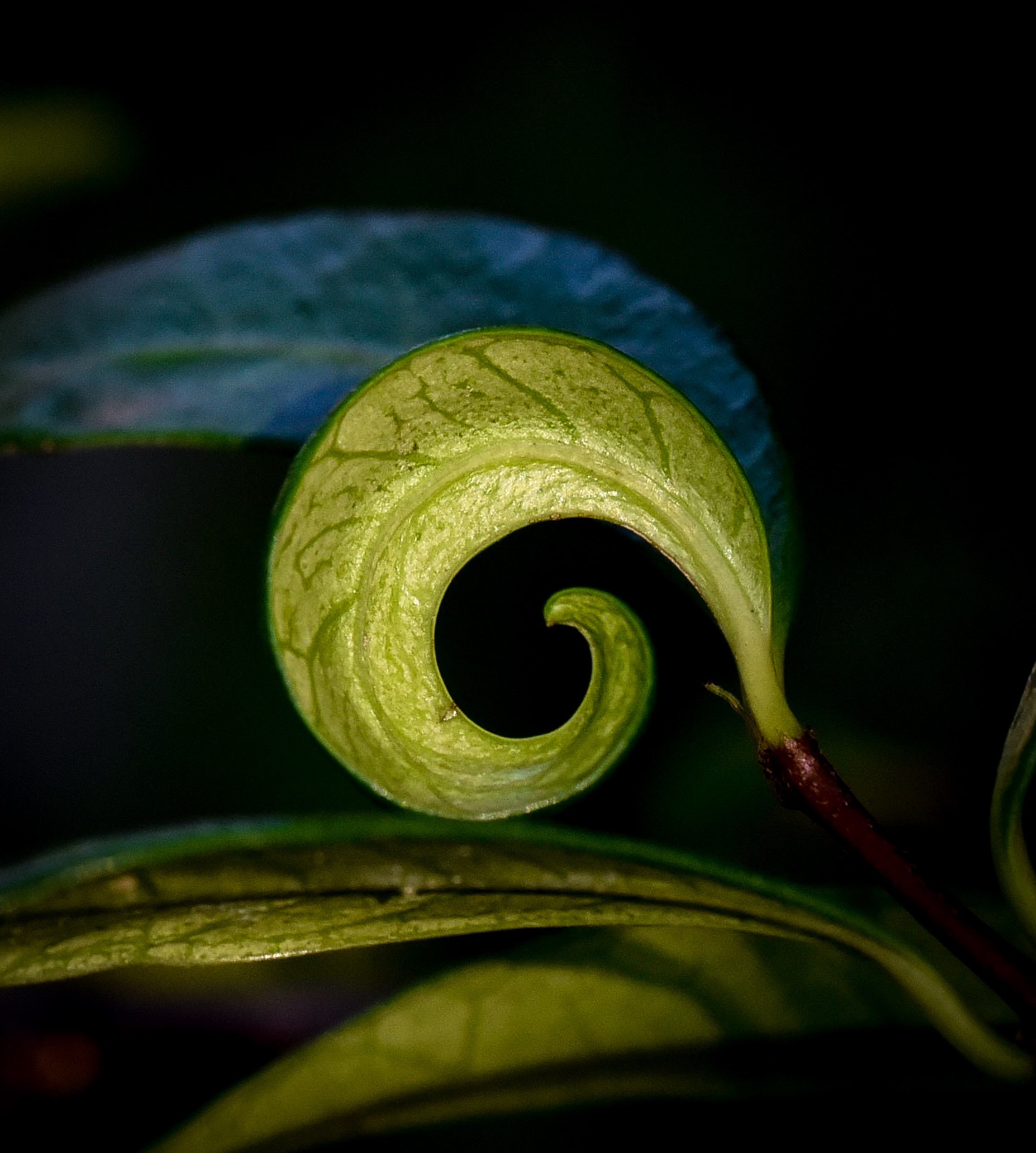 La perfezione del gelsomino