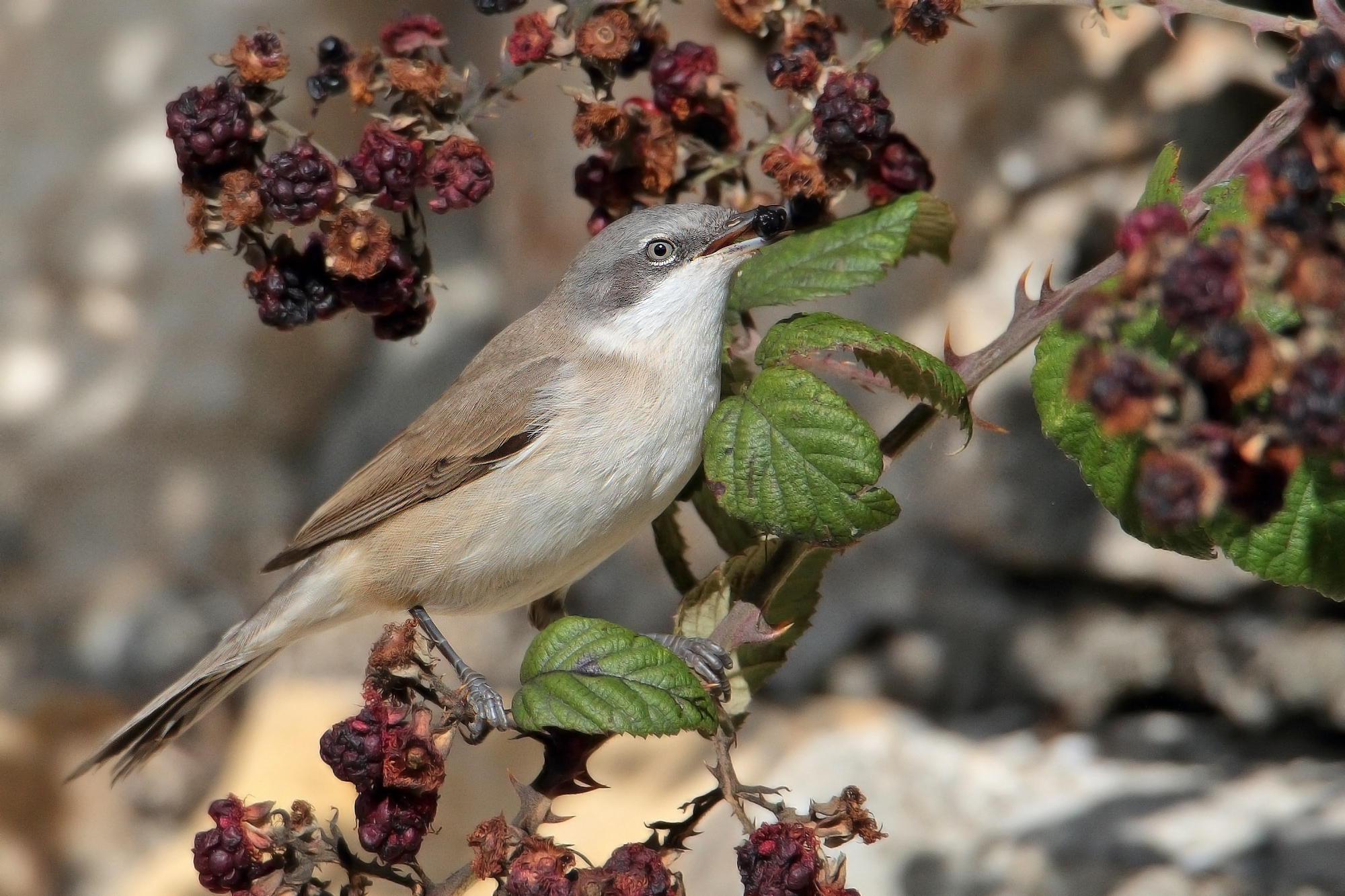 My first Lesser whitethroat
