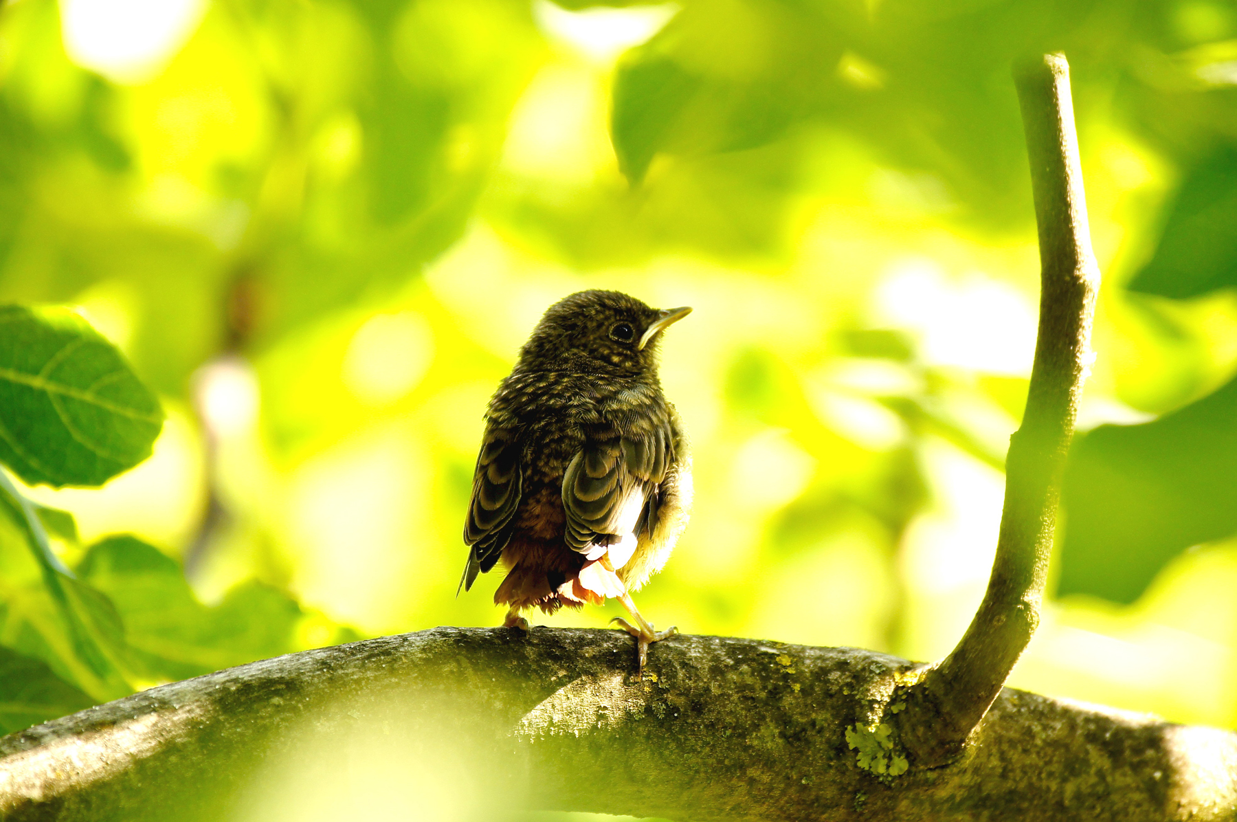 The little of Black Redstart