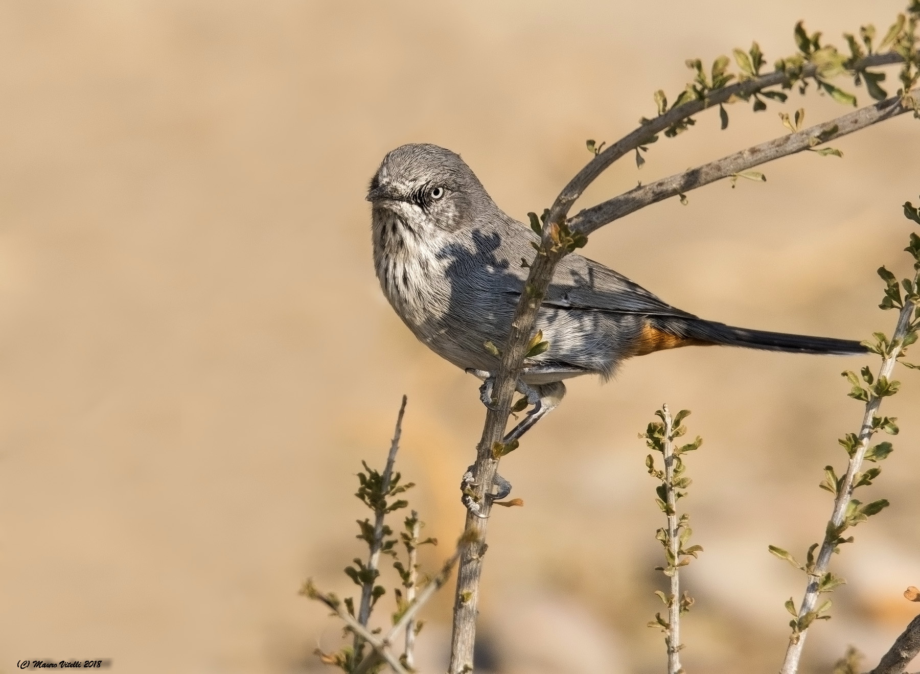 Chestnut-Vented-Tit-Babbler (Sylvia Subcaeruleum)