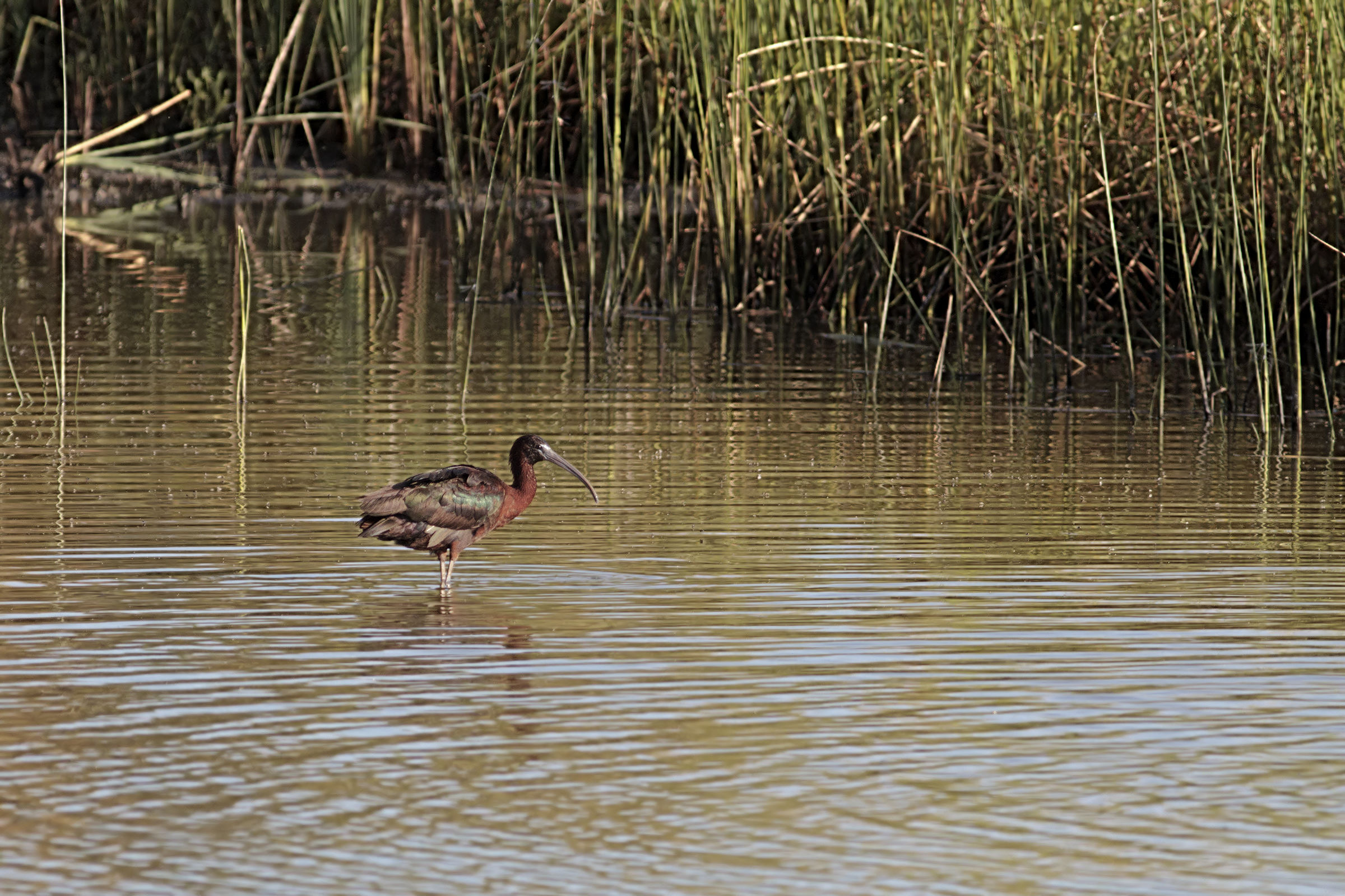 Giornata di ricognizione con sorpresa