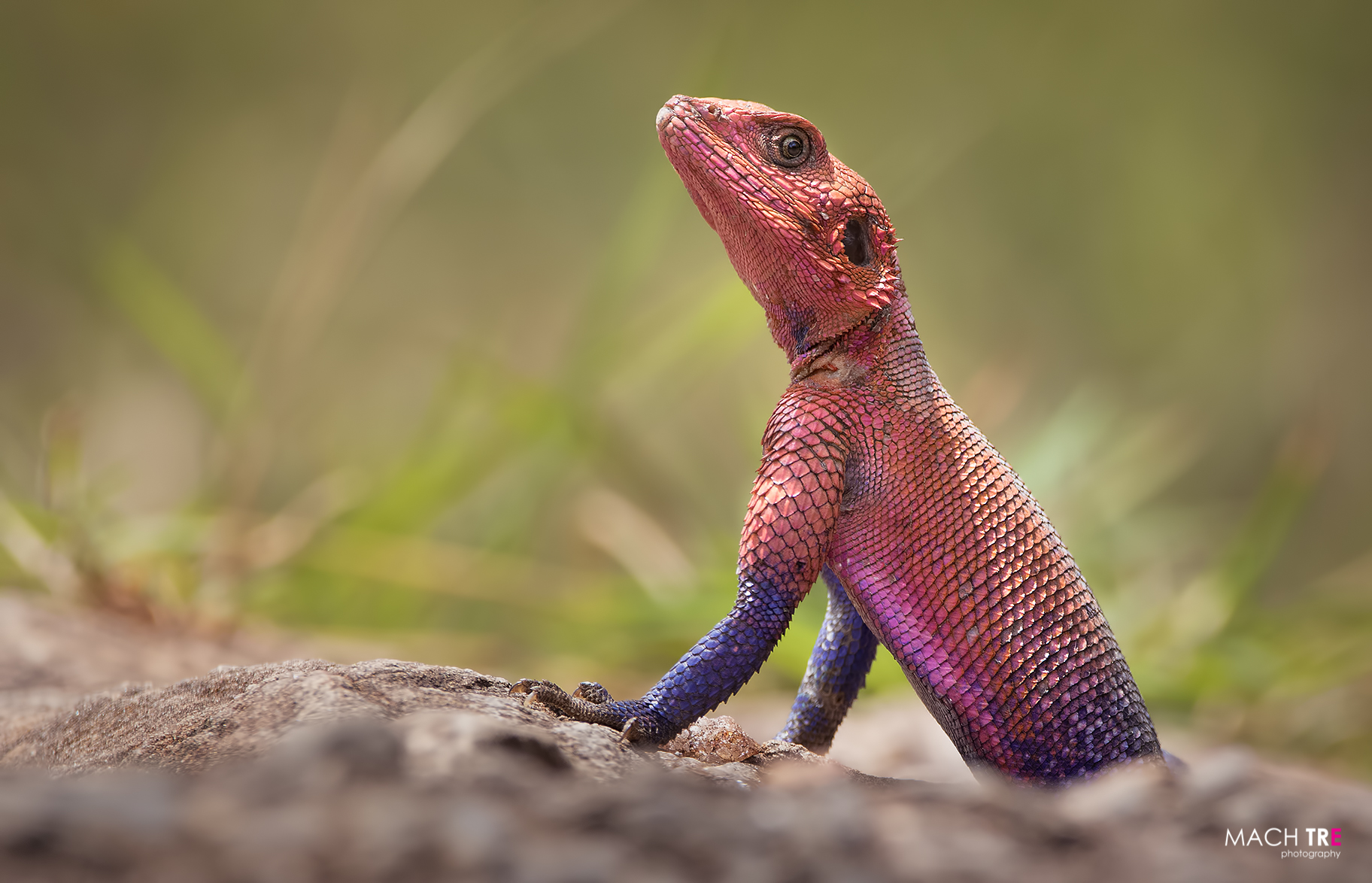 Spider-Man Agama (Agama mwanzae)
