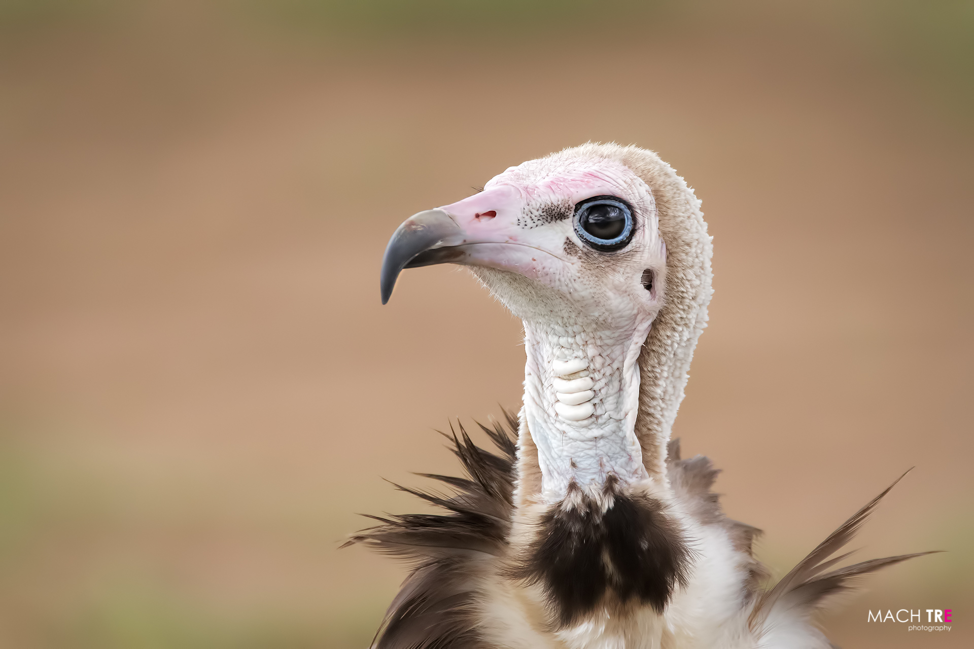 Pileate Goat (necrosyrtes monachus)