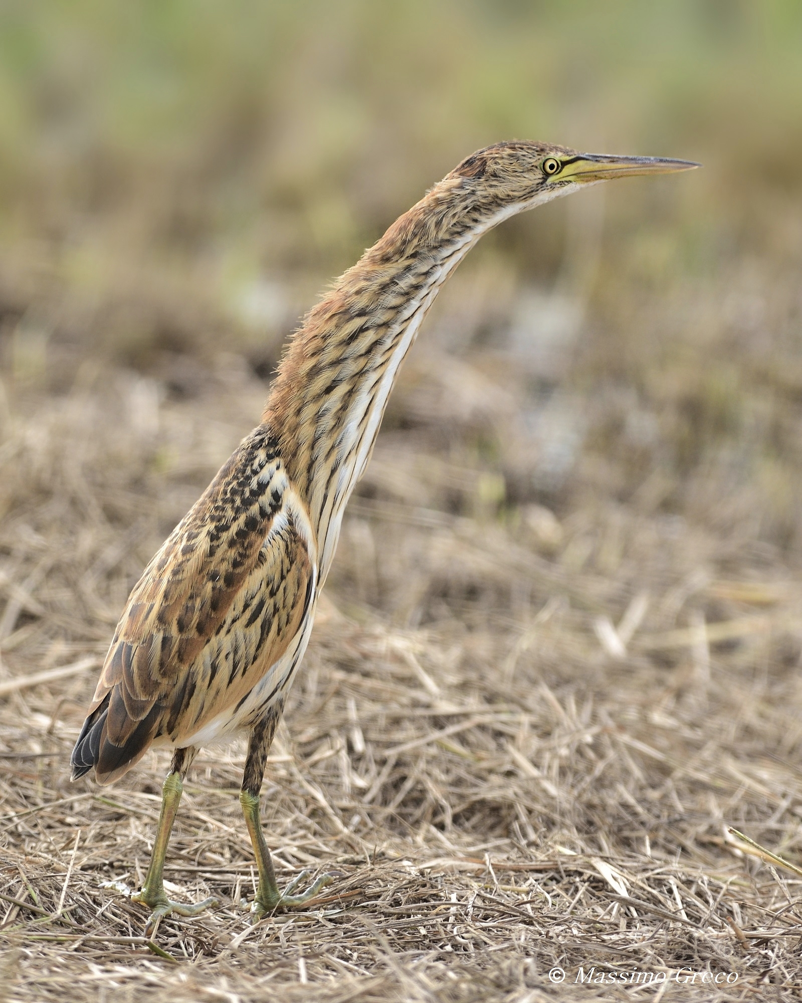 Little Bittern