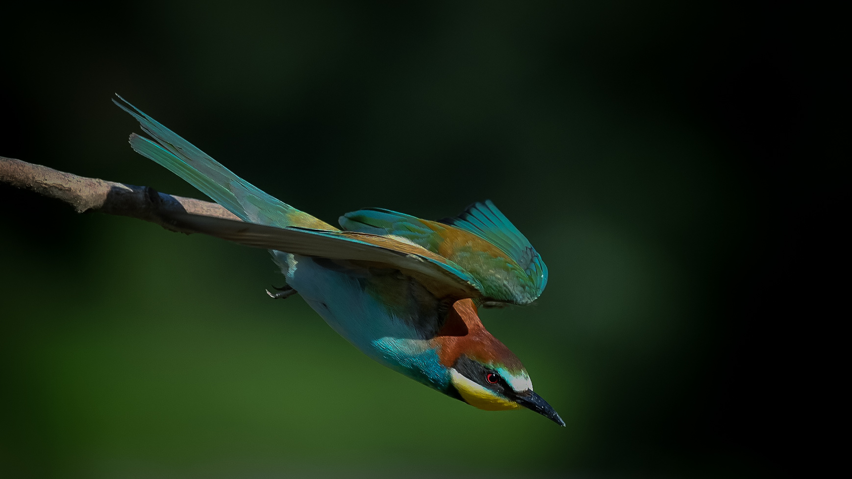 Gruccione - Bee Eater