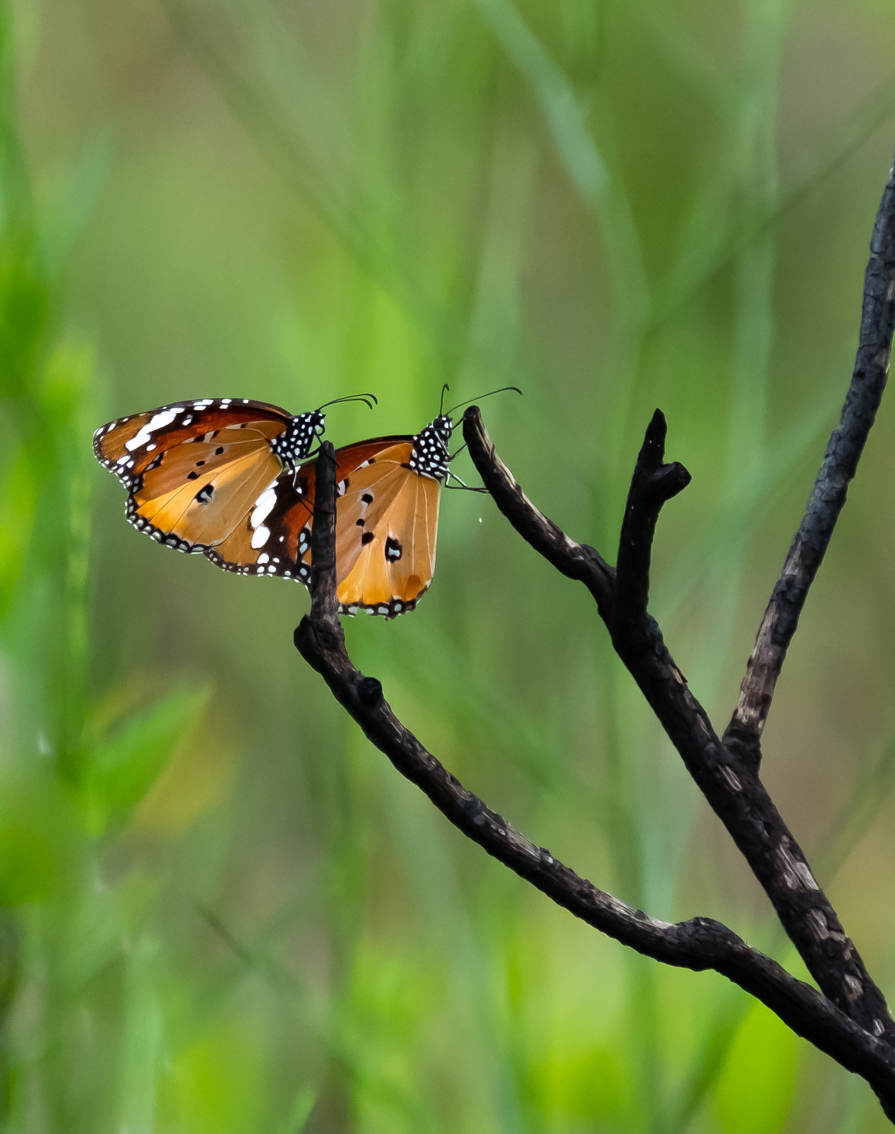 Monarca Africano - Monark - African Queen