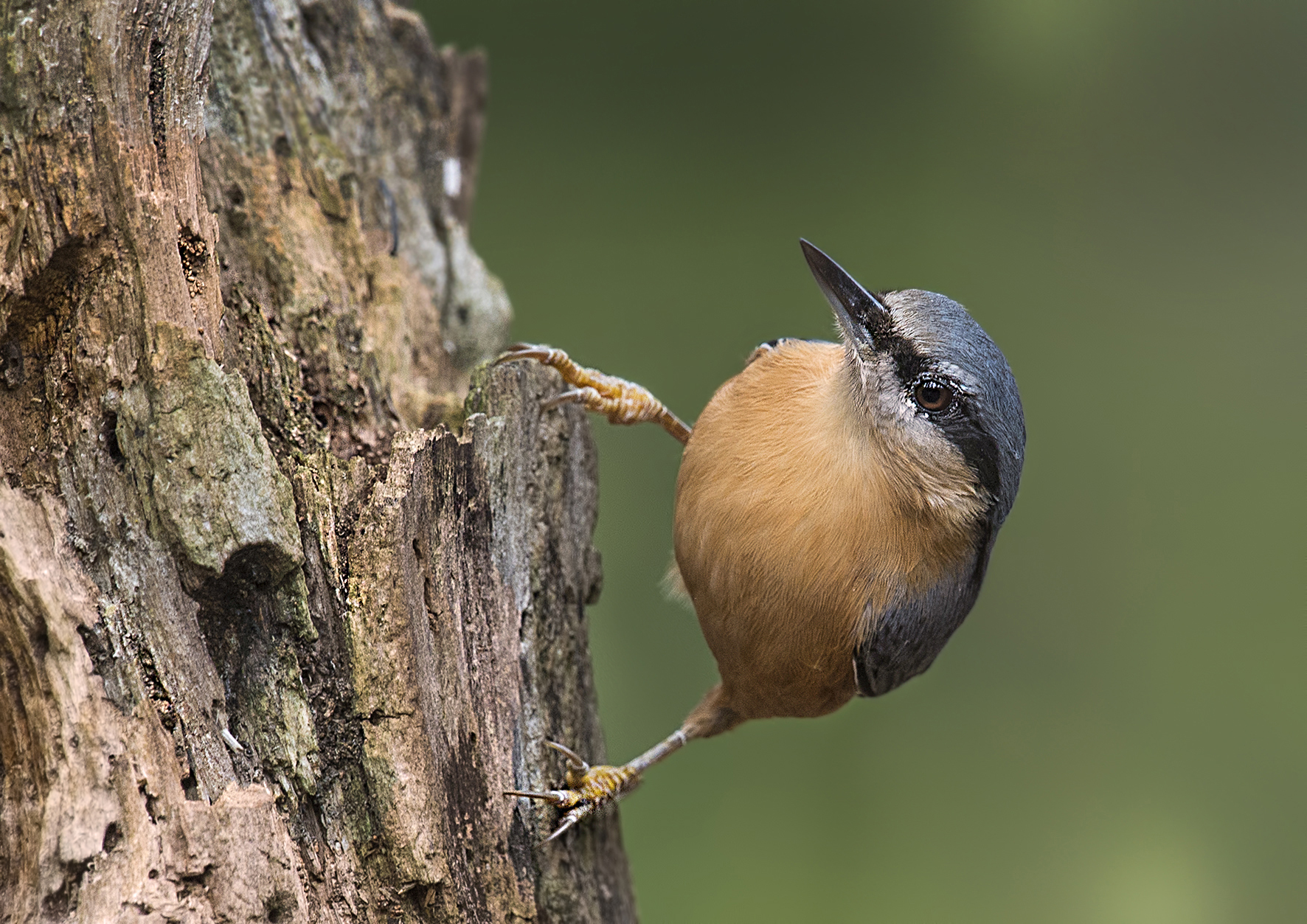 Nuthatch 2