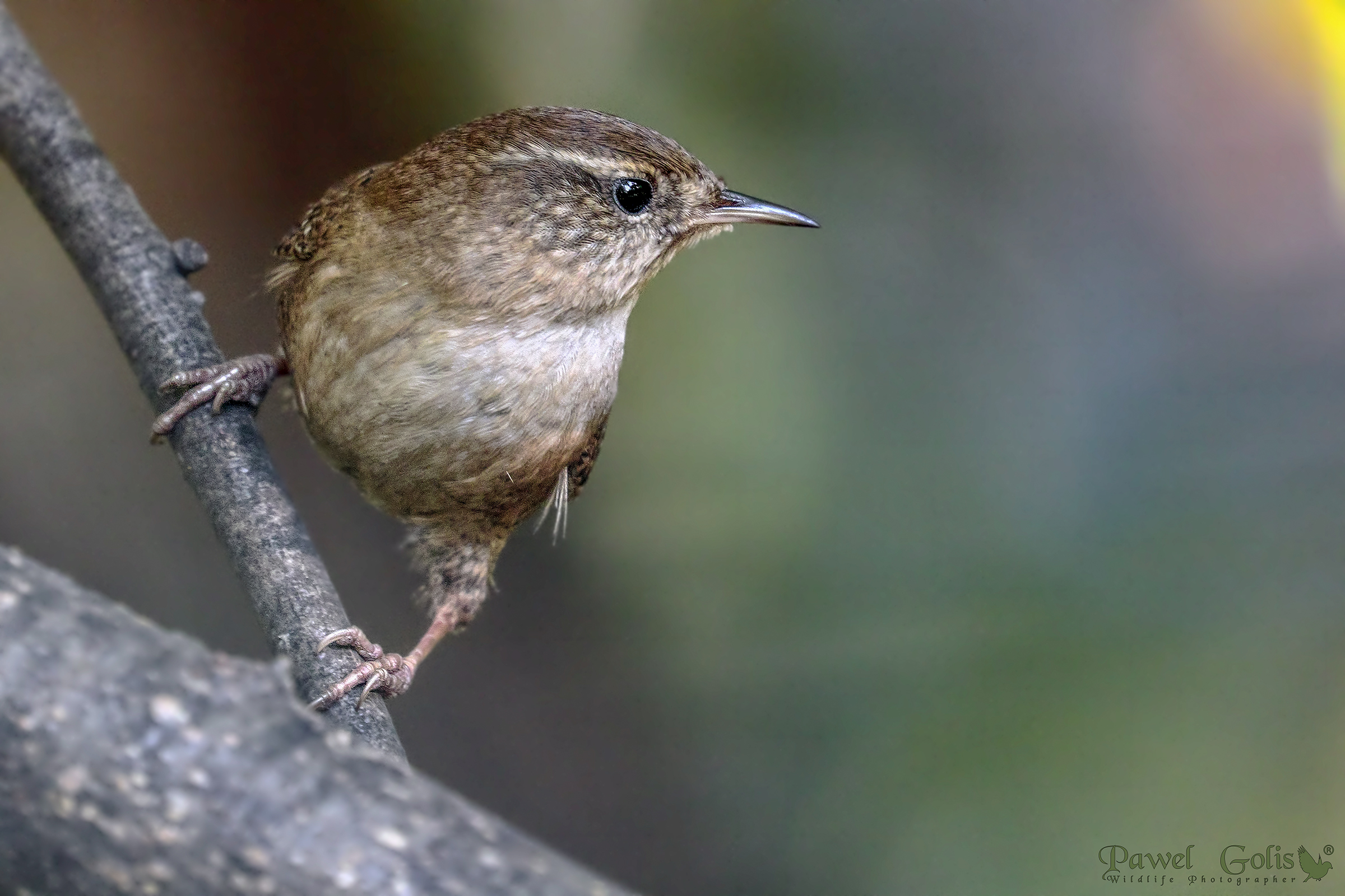 Wren