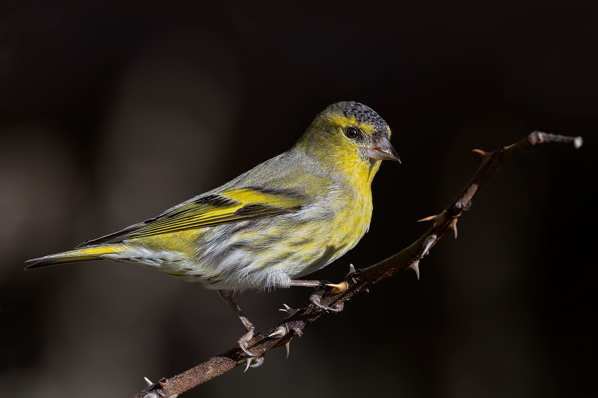 Lucherino (Spinus spinus)