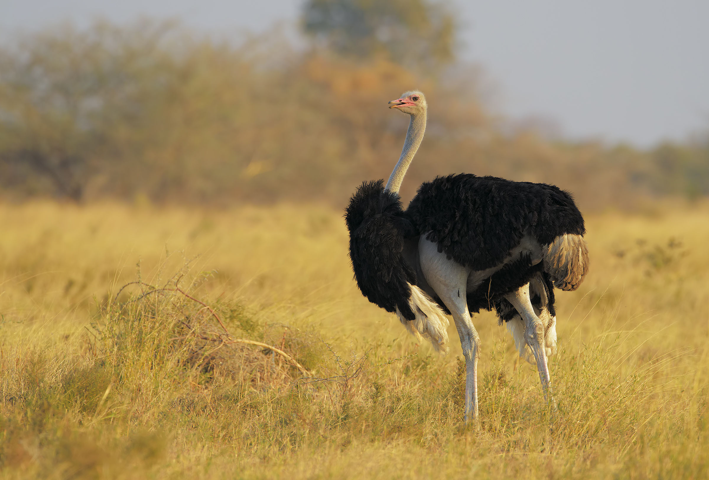 His Majesty: the Ostrich