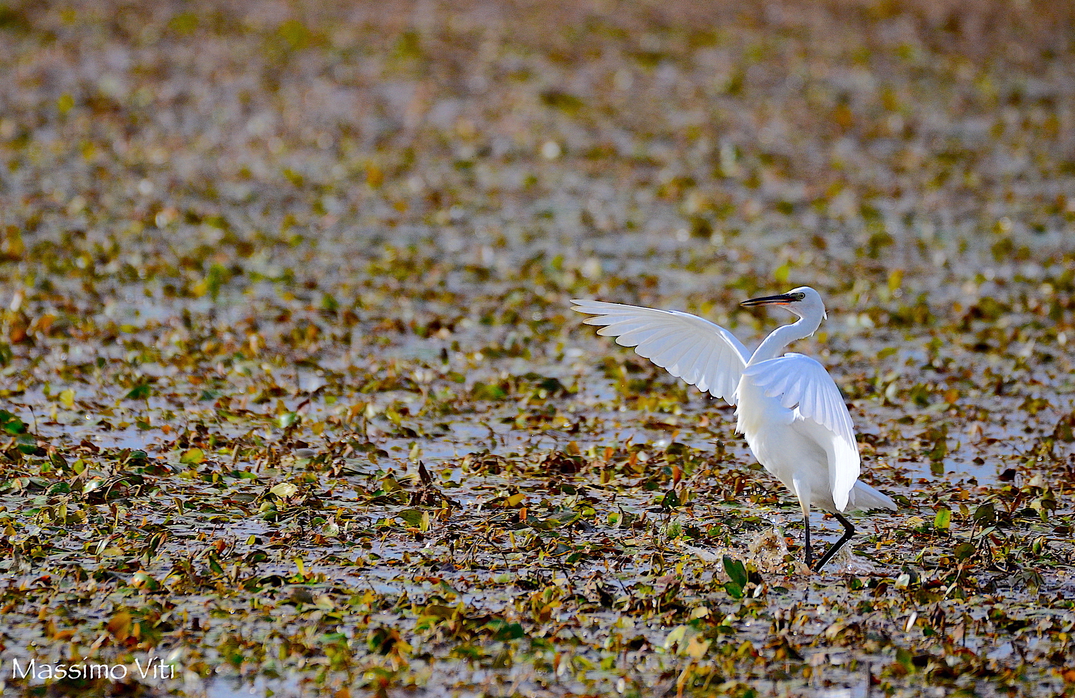 La danza della Garzetta