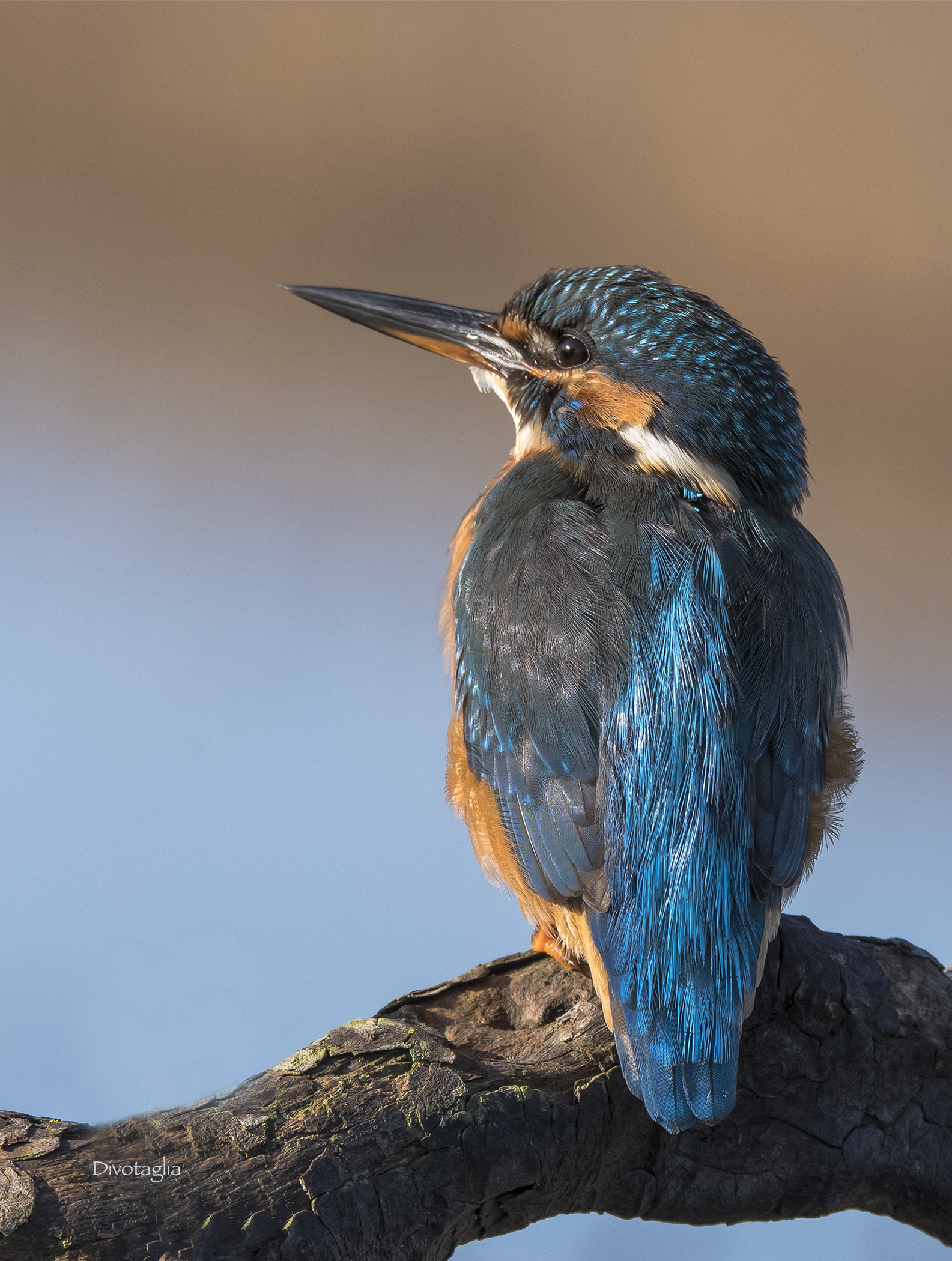 Kingfisher