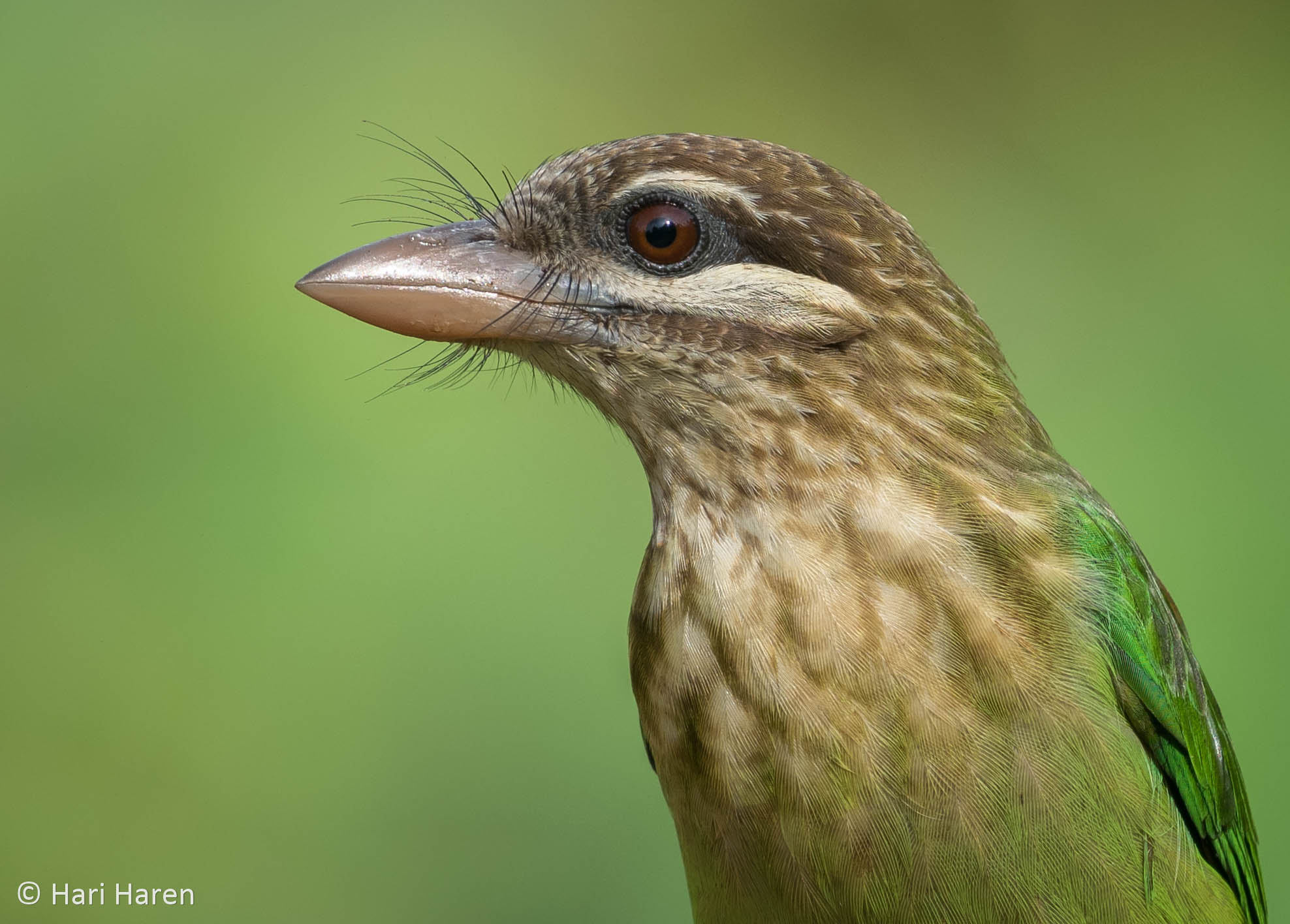 White-cheeked barbet