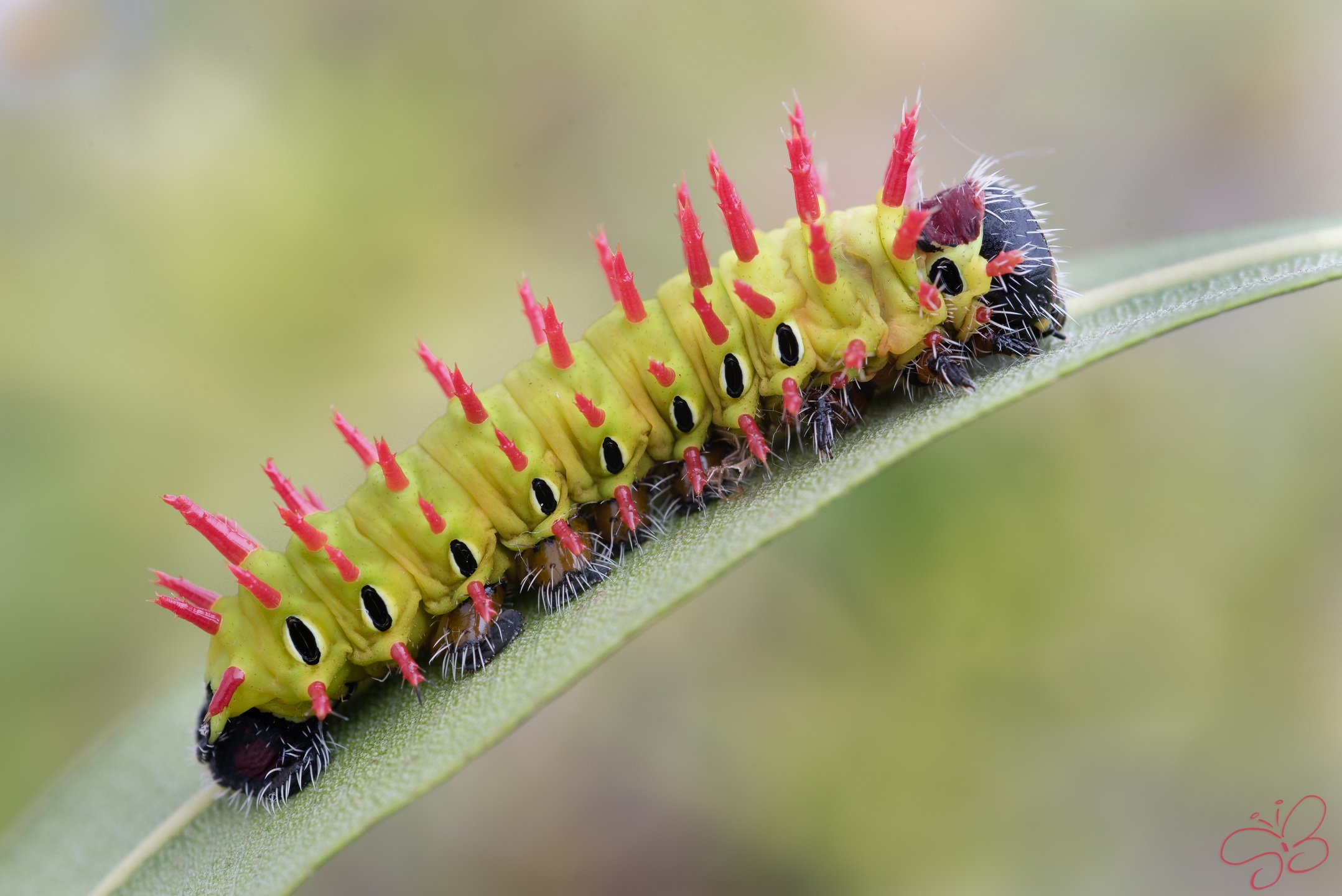 Antherina Suraka (Boisduval 1883)