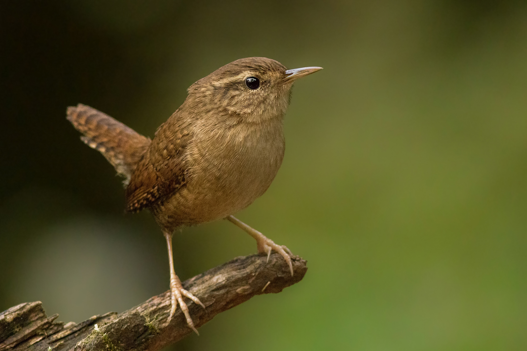 Wren