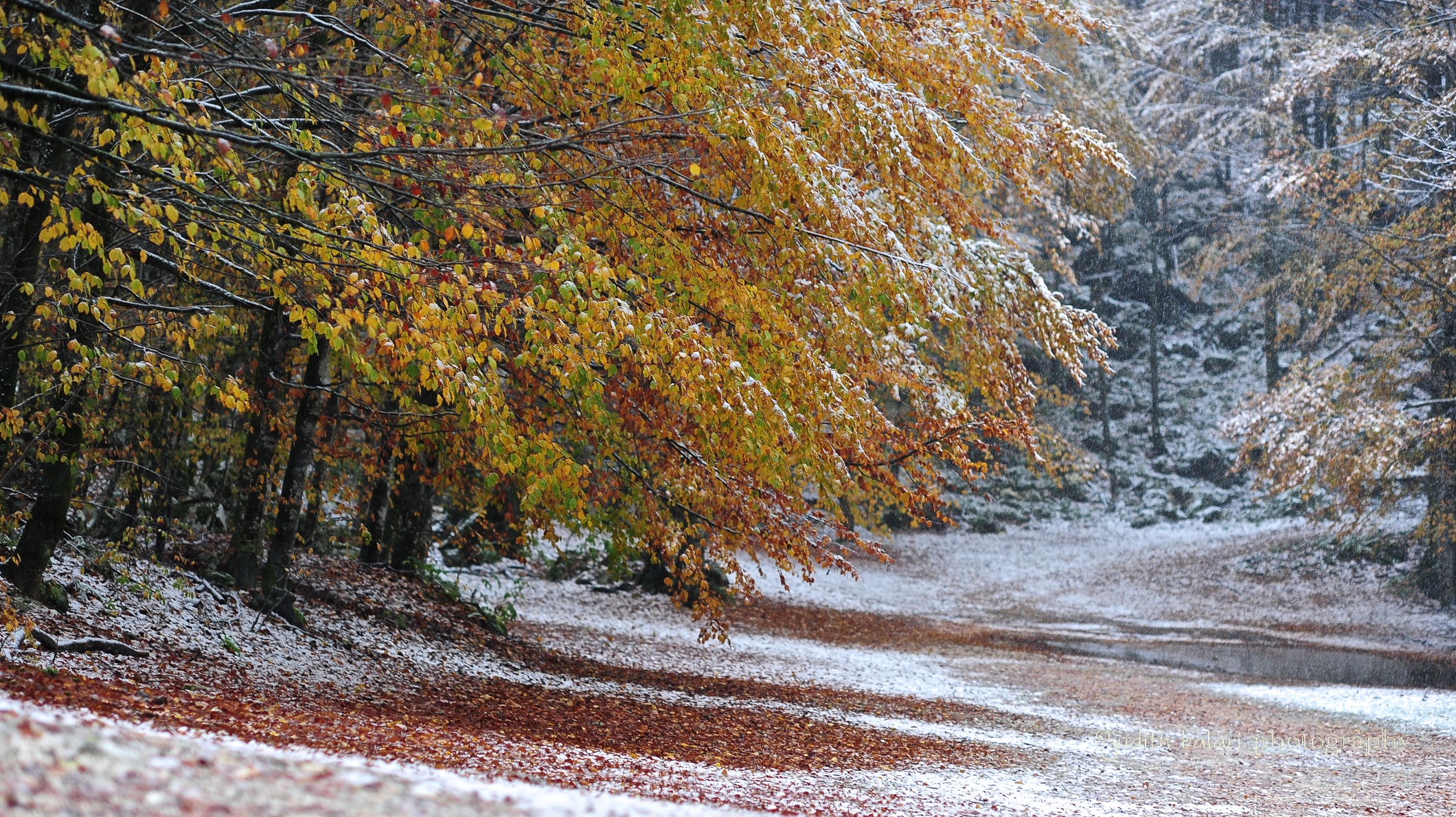 autumn and winter marriage