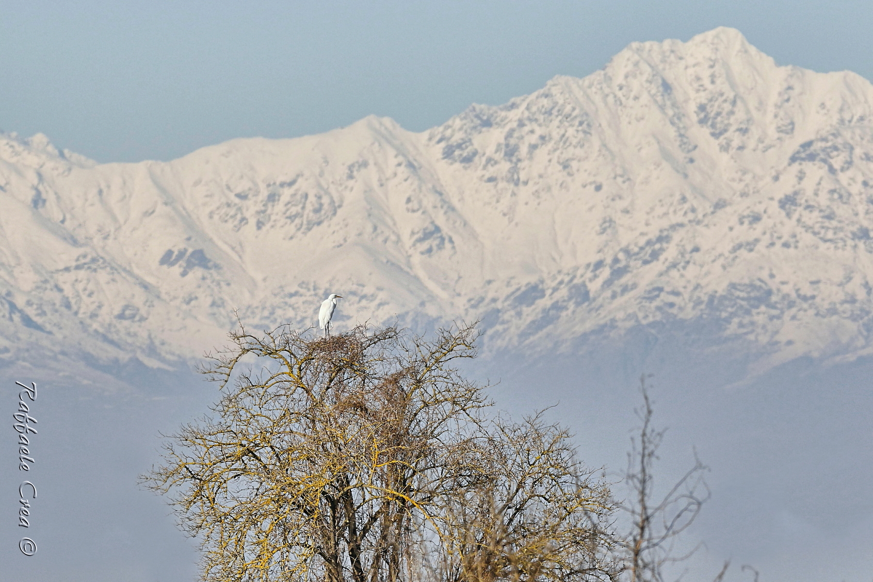 Airone Bianco Maggiore, sullo sfondo il Monte Rosa