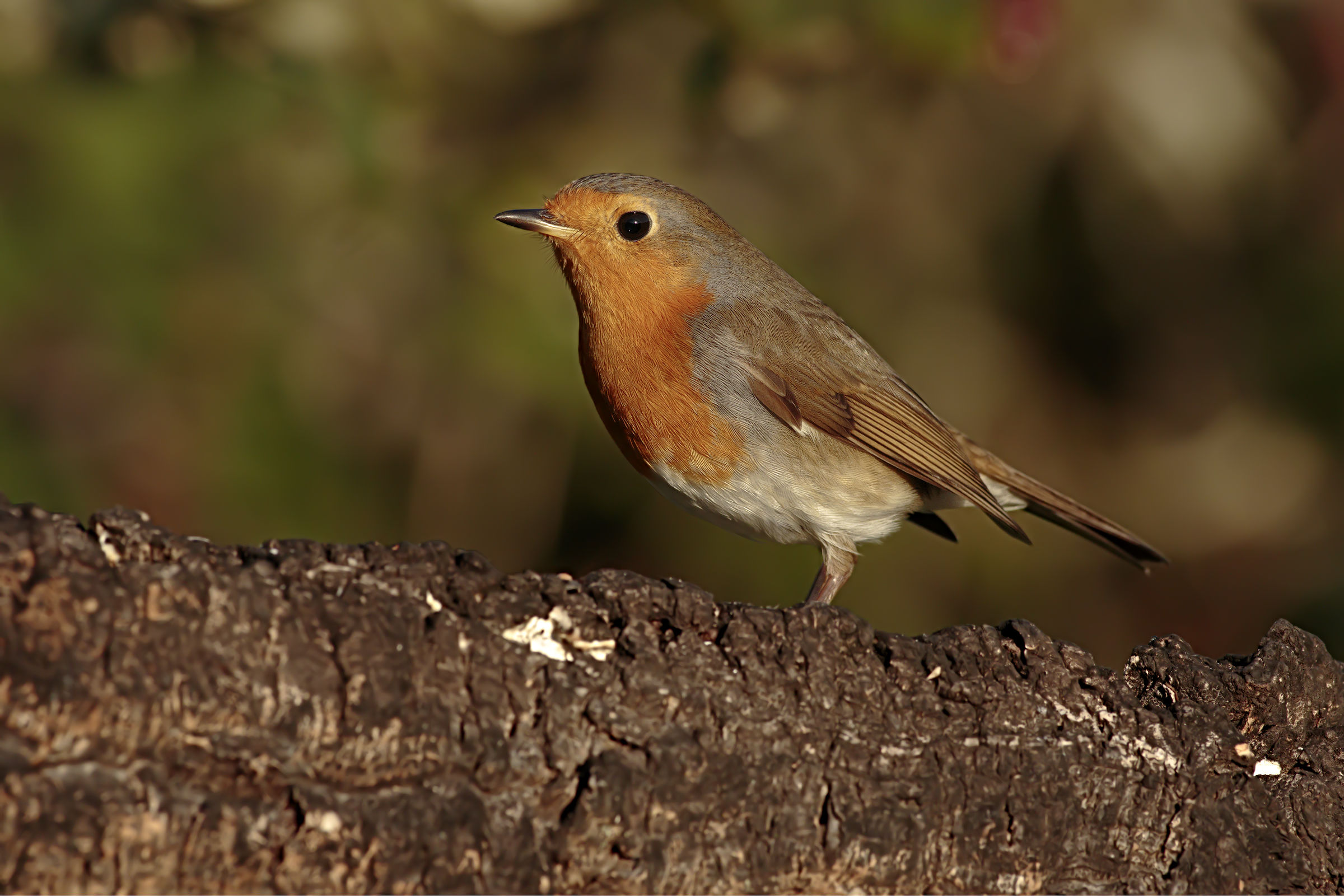 2018 Ras is always present