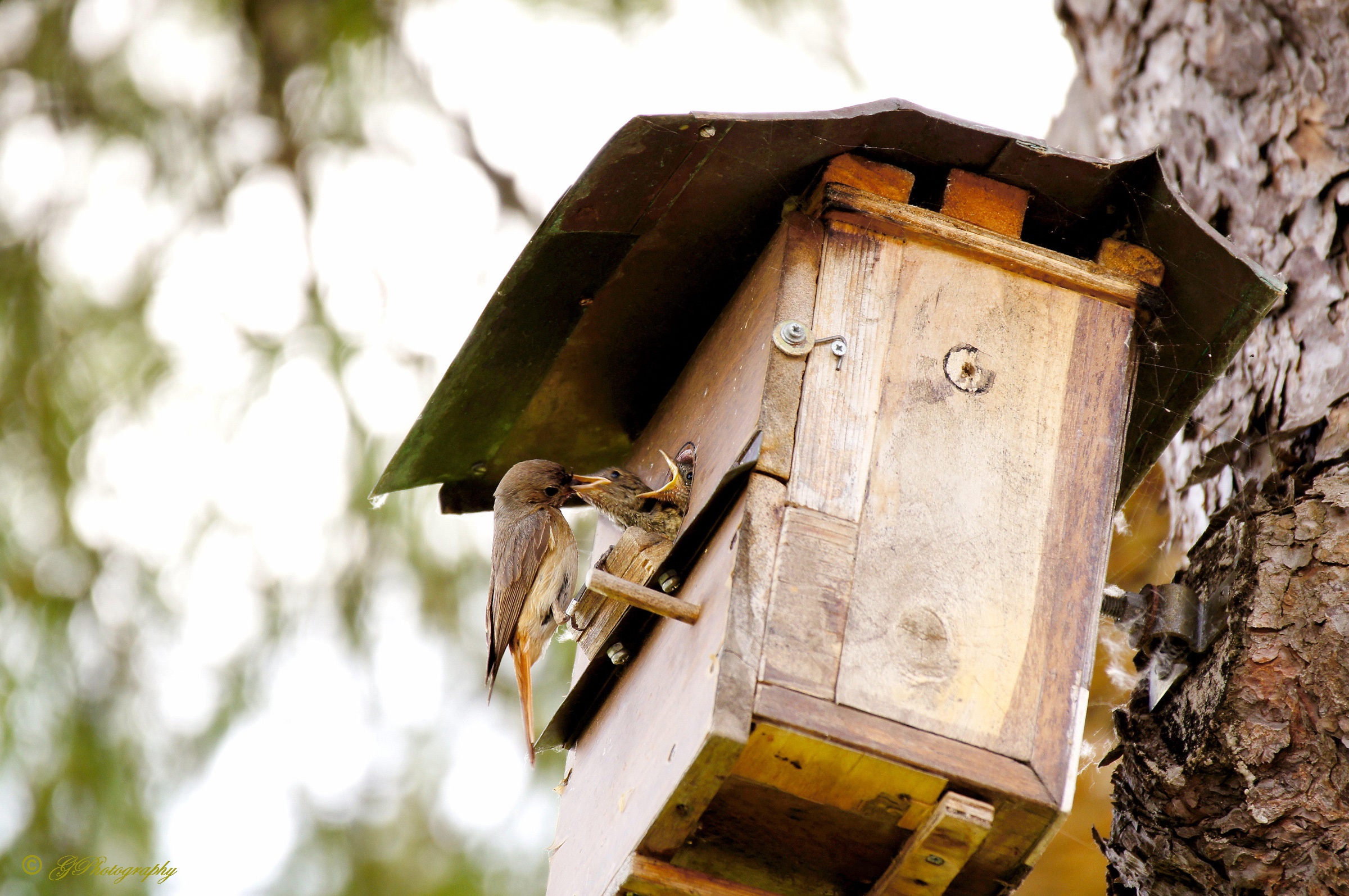 Superattic with a view