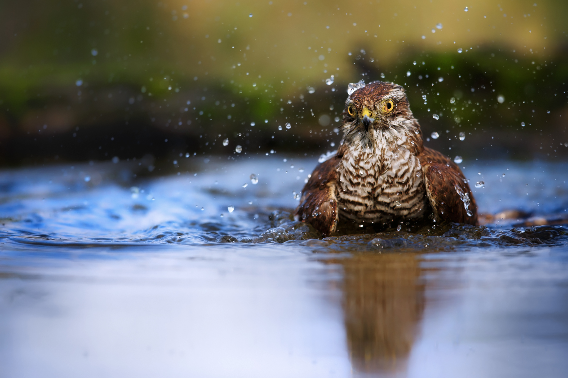 Giovane di Sparviere al bagno
