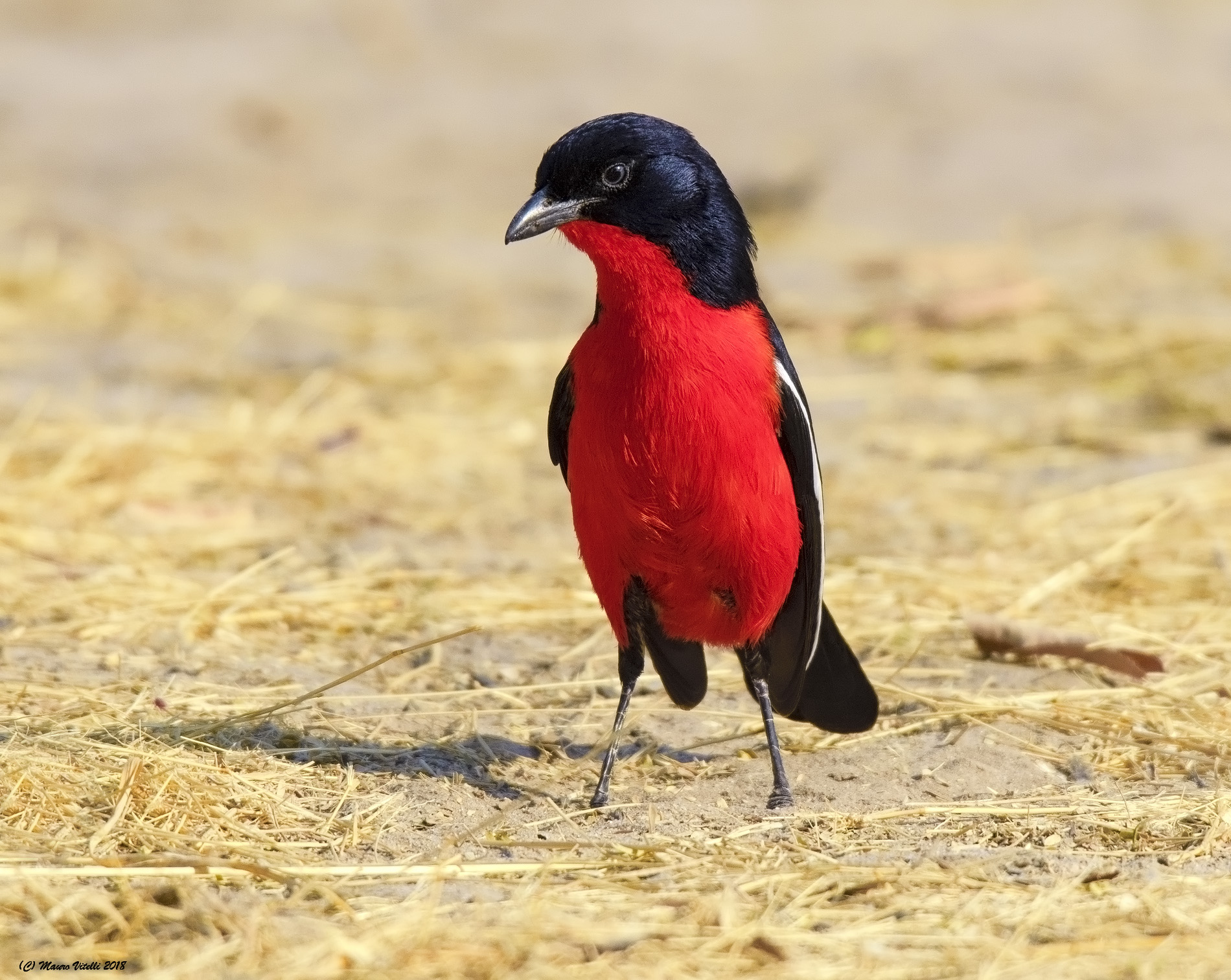 Averla Pettorosso (Central Kalahari)