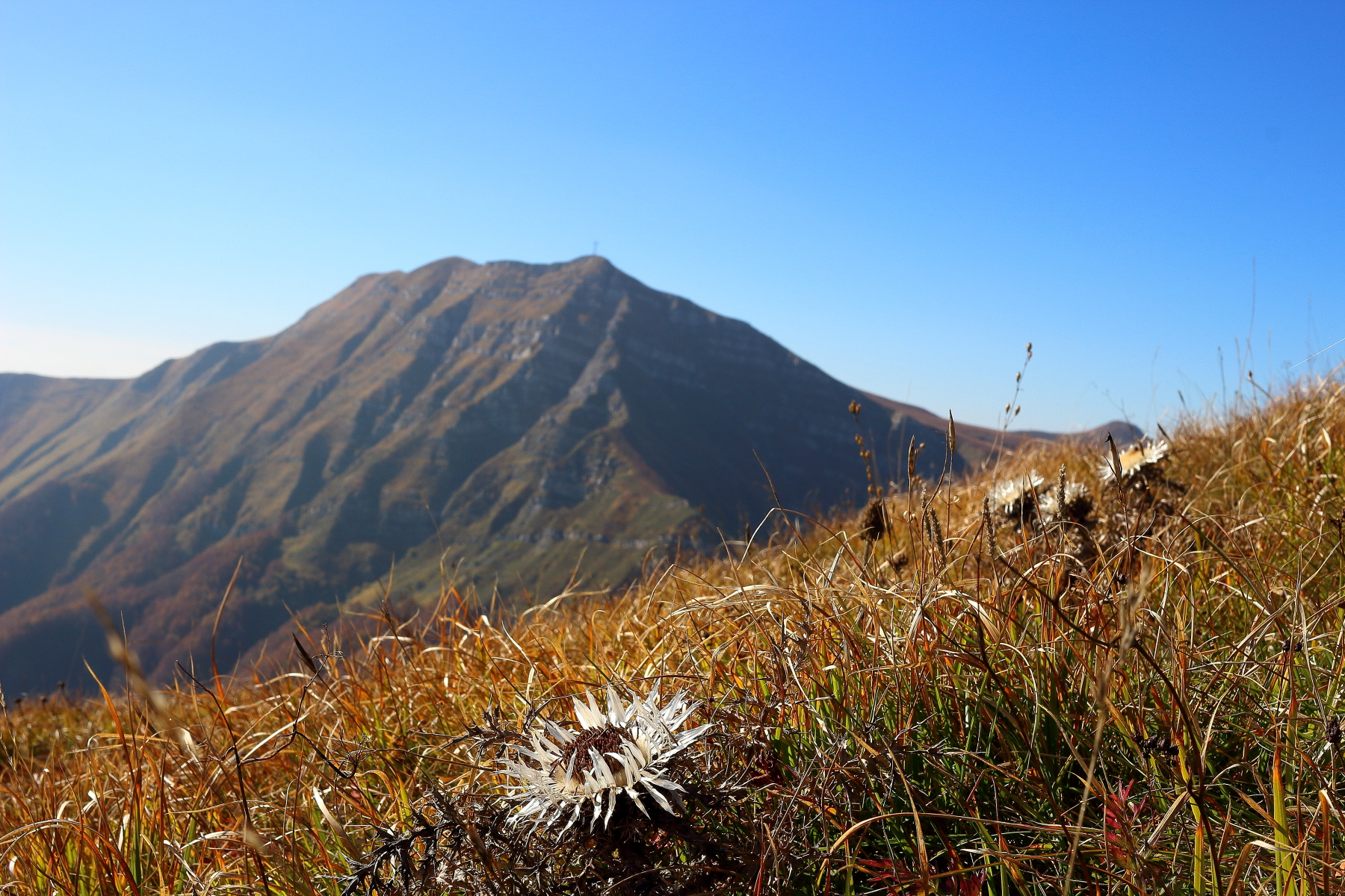 Carlina on the Ridge