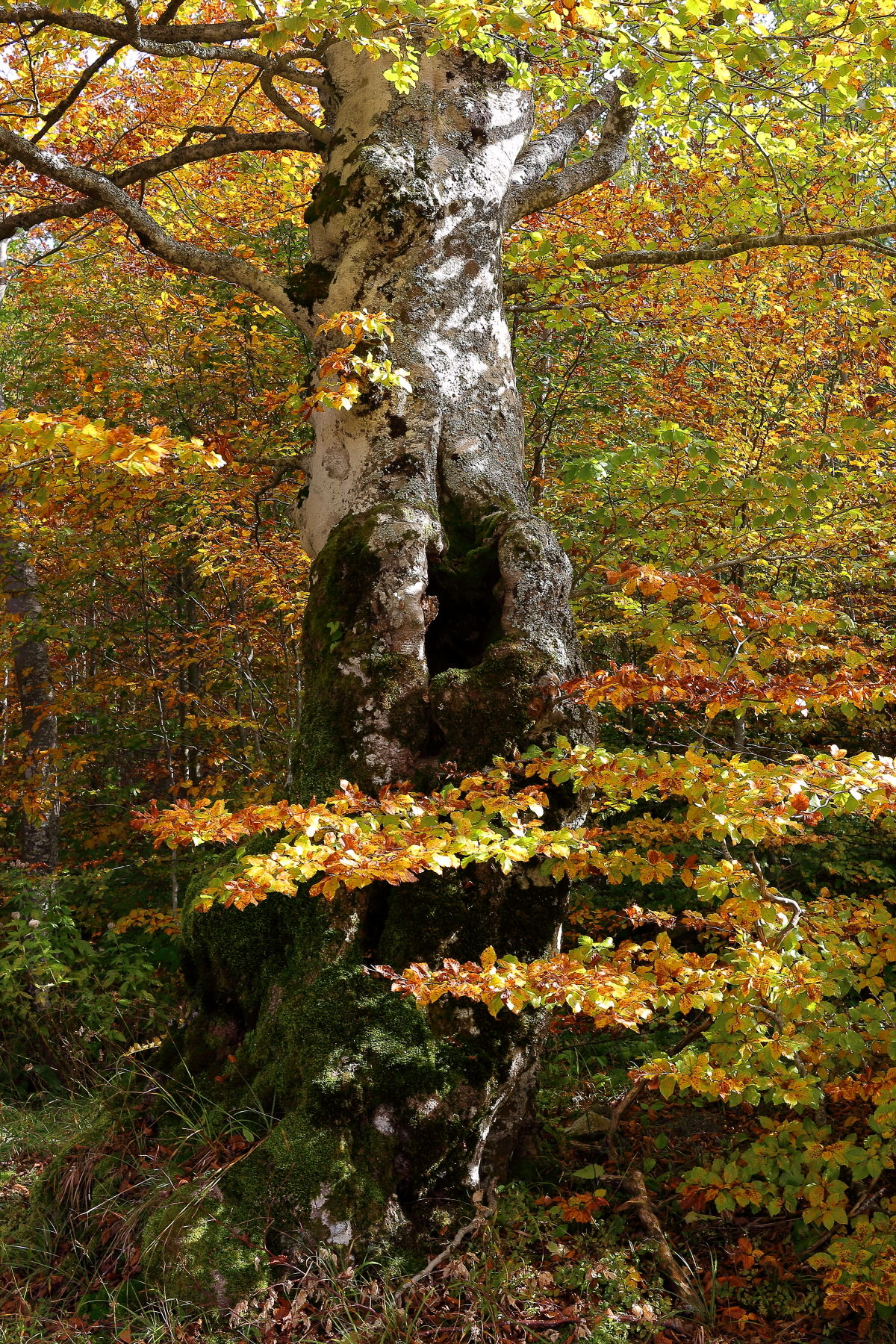 The old Beech