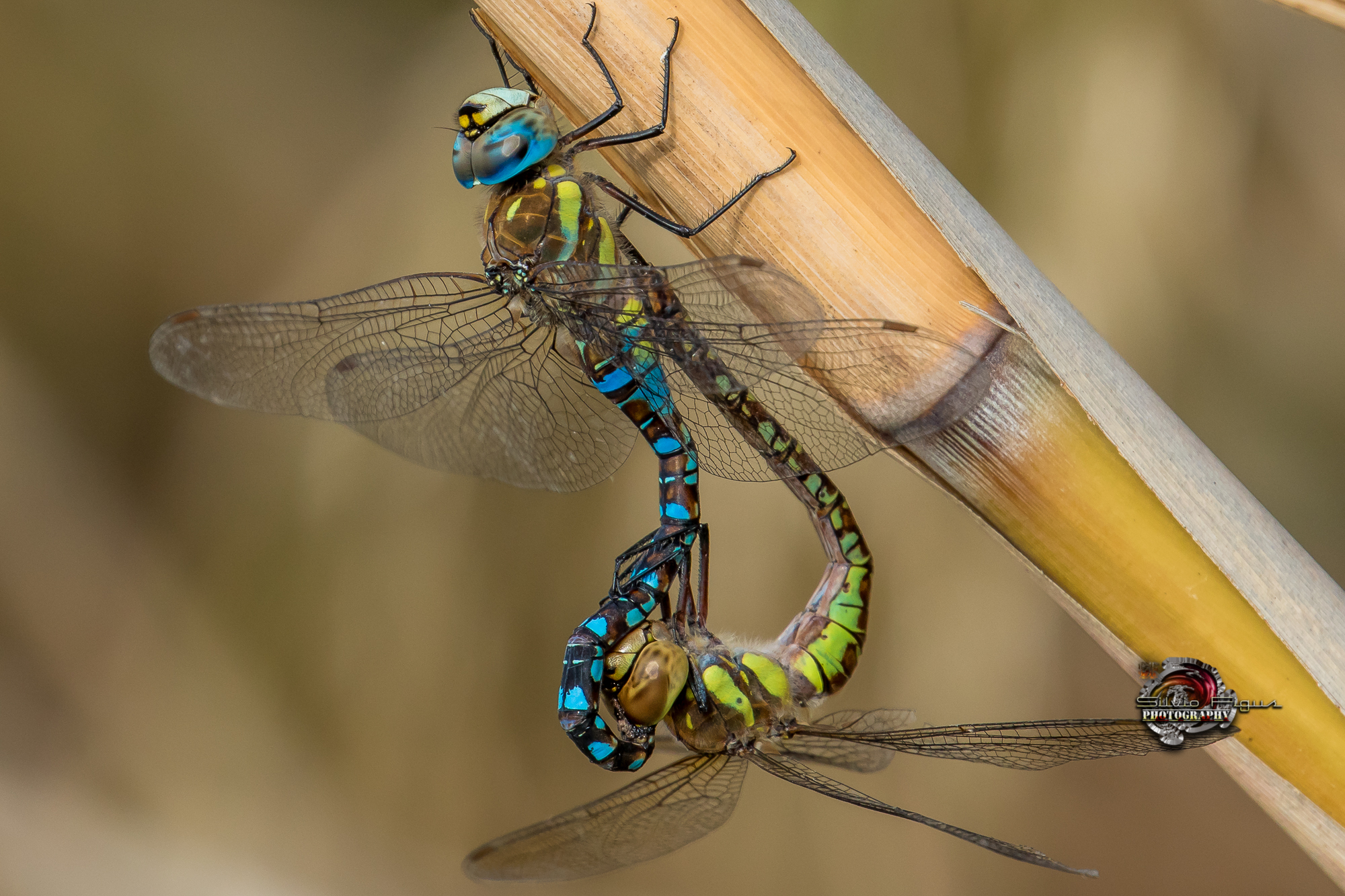libellula imperatrice