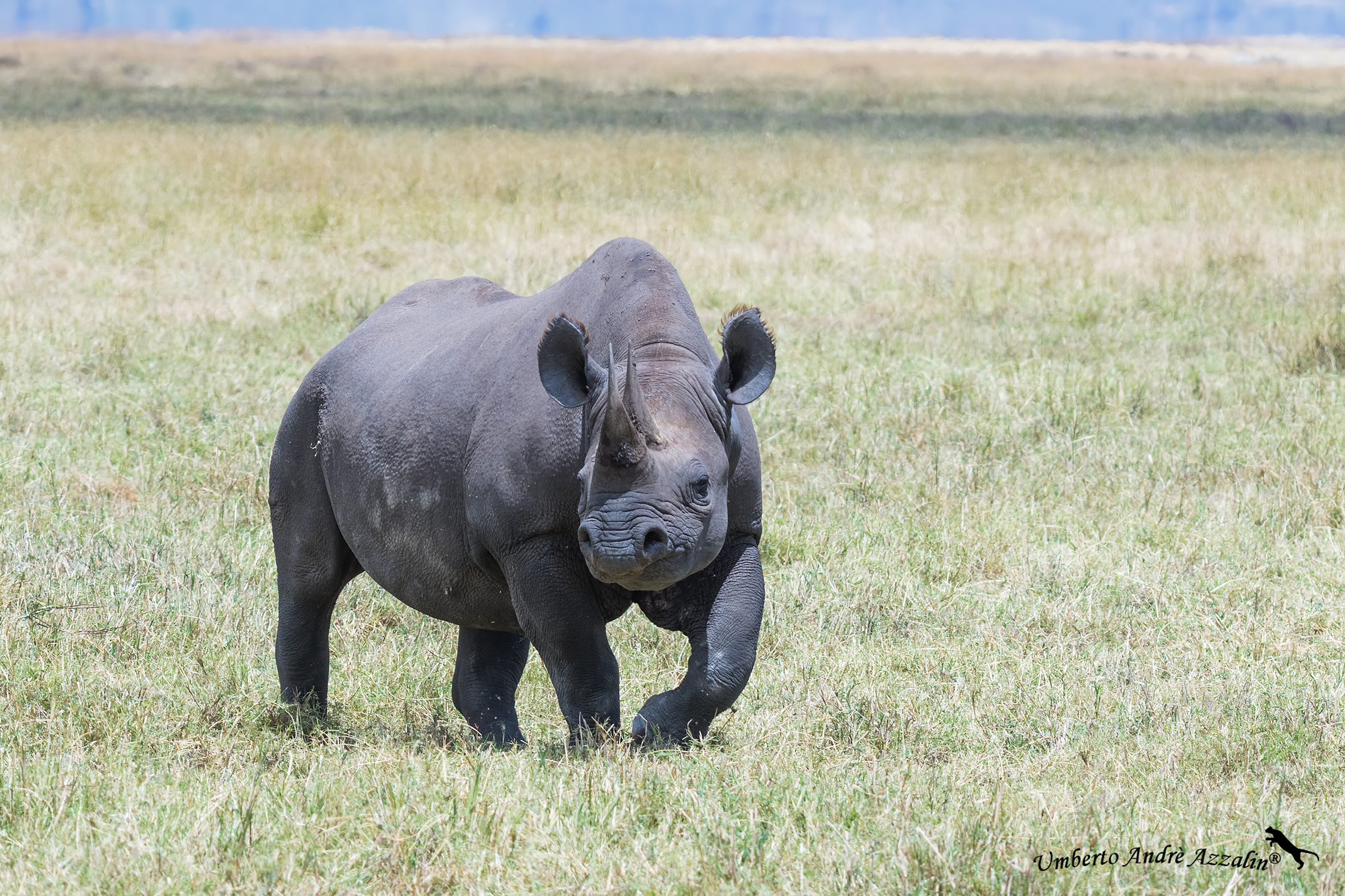 Il Panzer del Ngorongoro