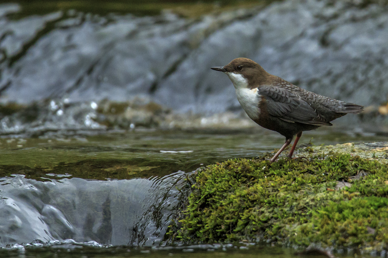 The Dipper