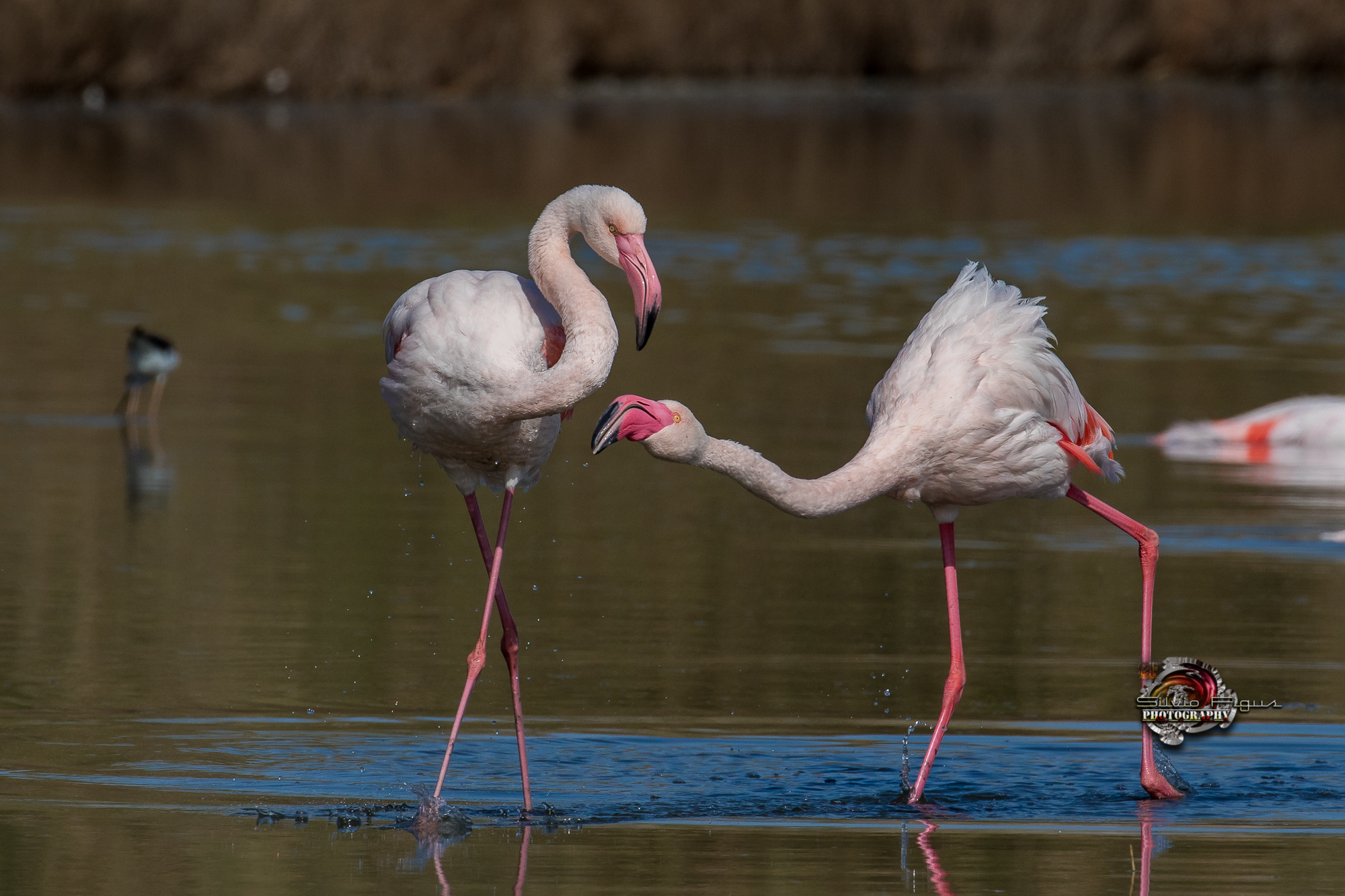 Family Quarrel-Pink Flamingo