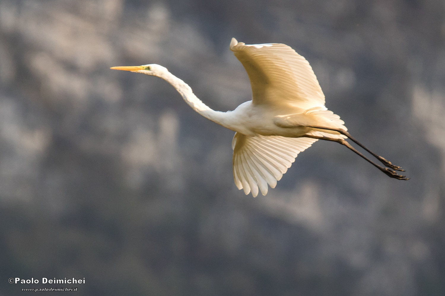 Greater white heron, in flight (lateral)