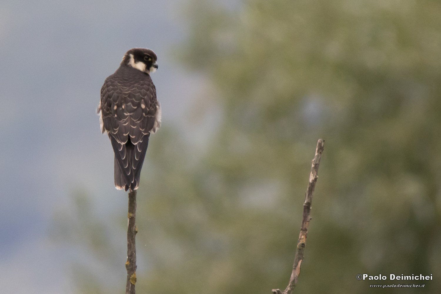 Lodolaio in Stakeout