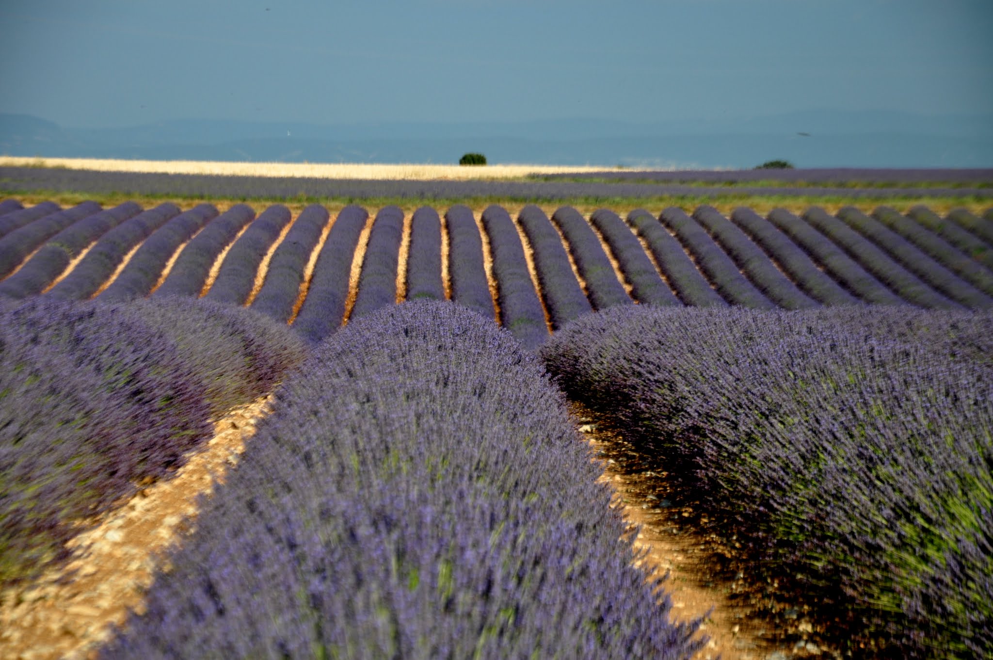 Plateau du Valensole (Provence-France)