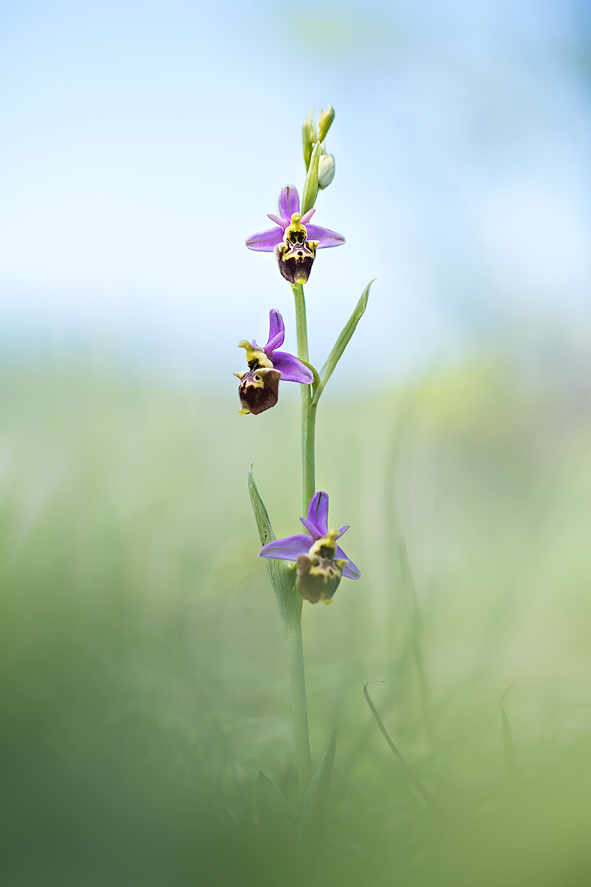 Ophrys fuciflora