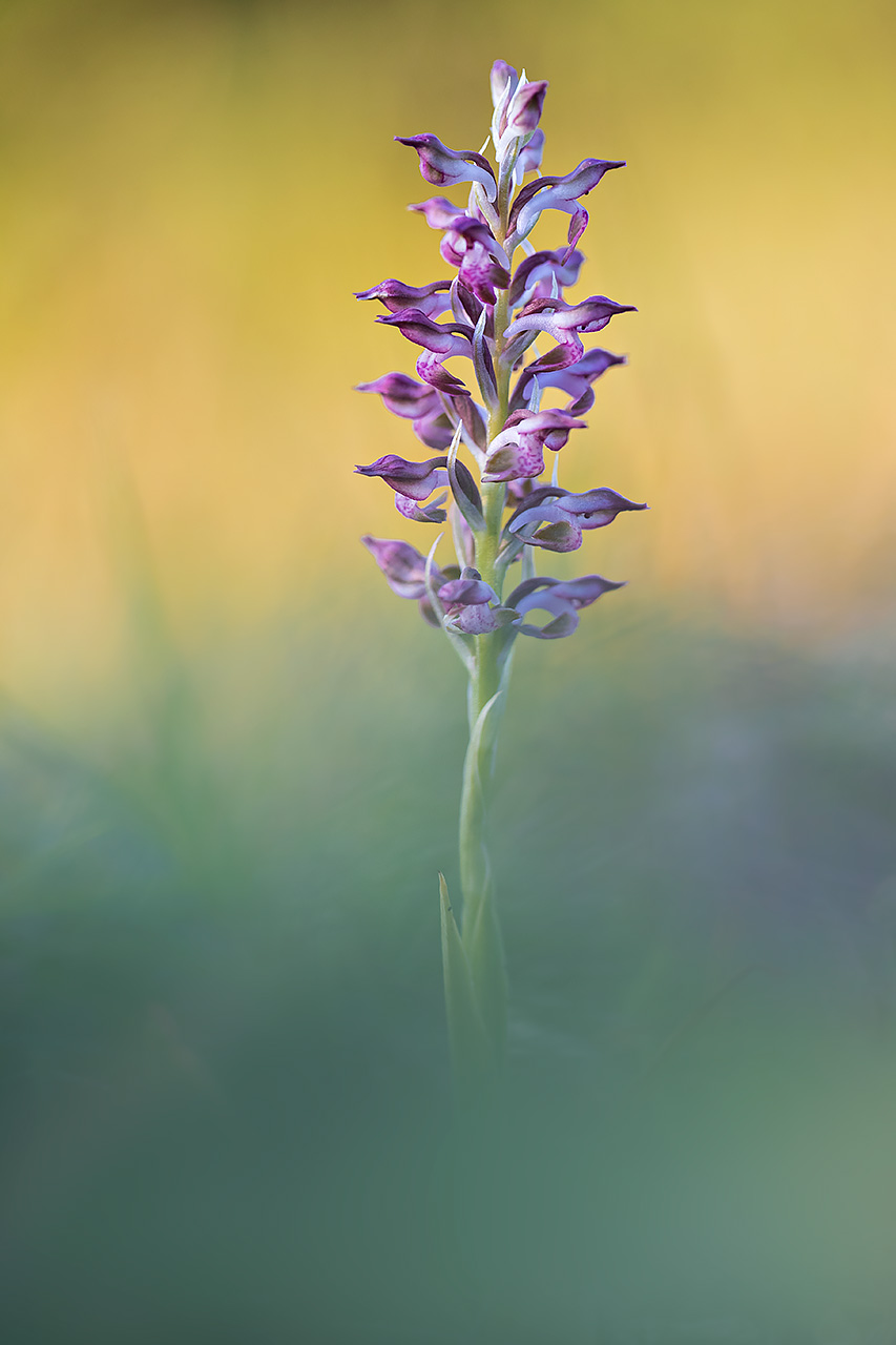 Anacamptis coriophora