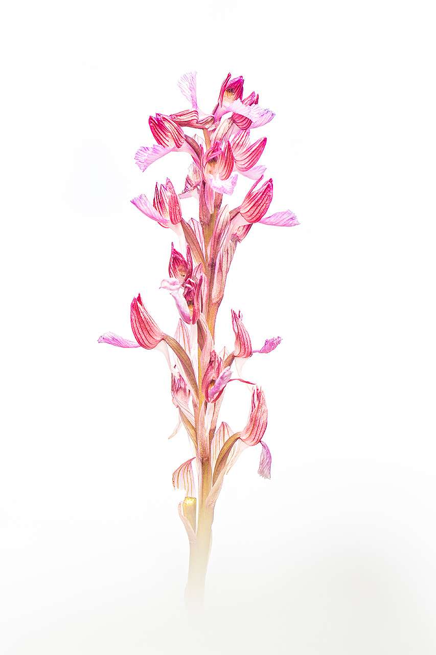 Anacamptis papillonacea