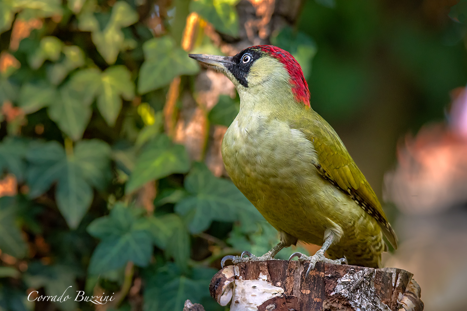 Green Woodpeckers
