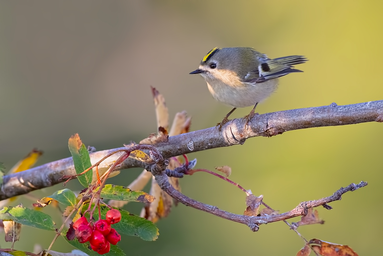 Regolo in ambientazione autunnale