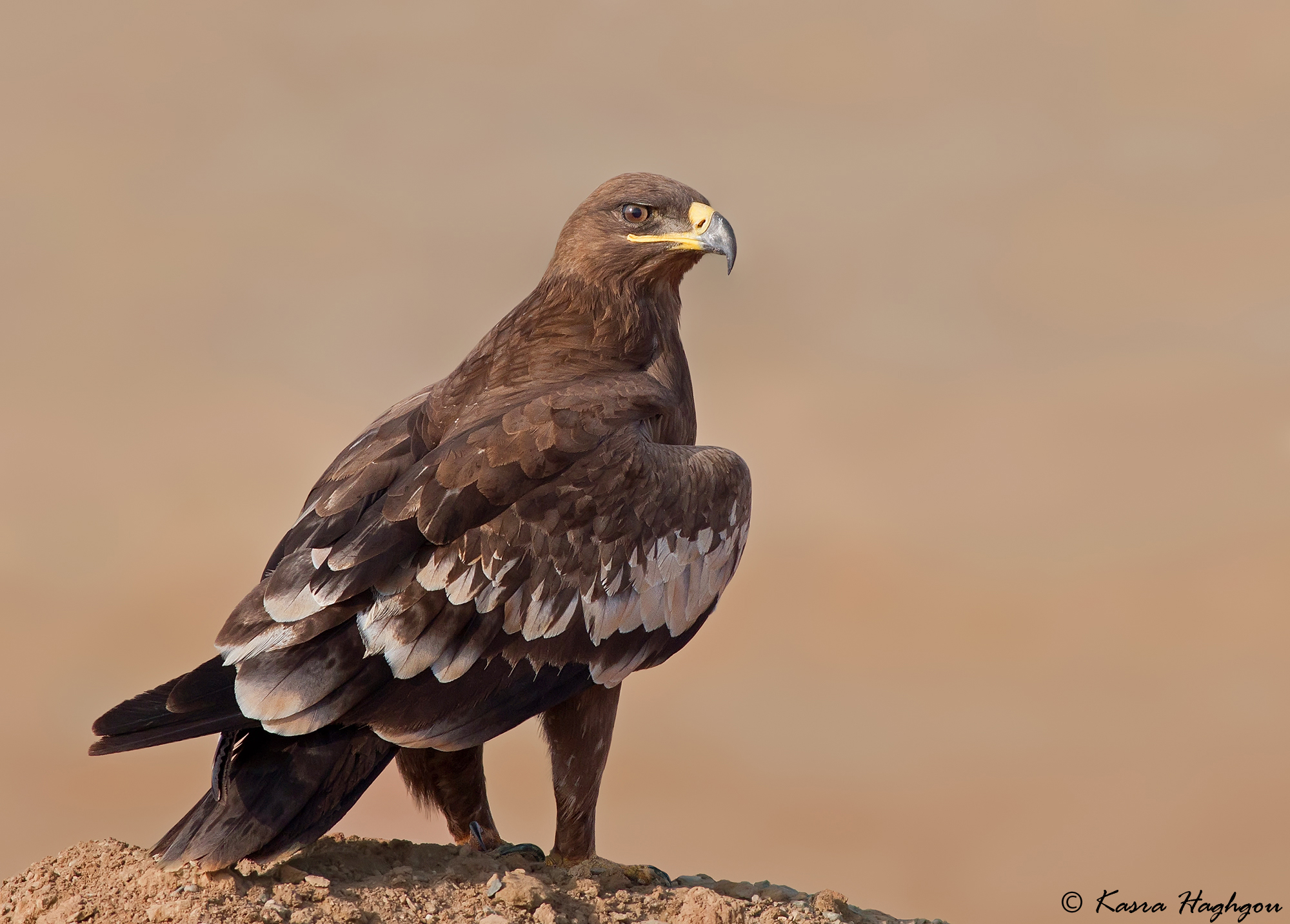 Steppe eagle