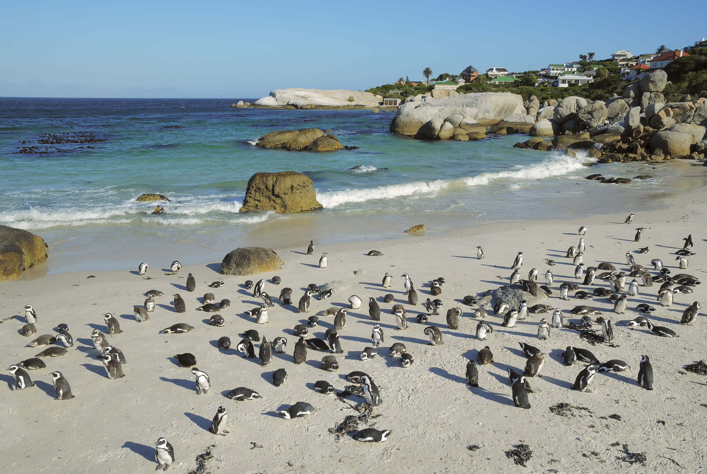 Penguins Beach