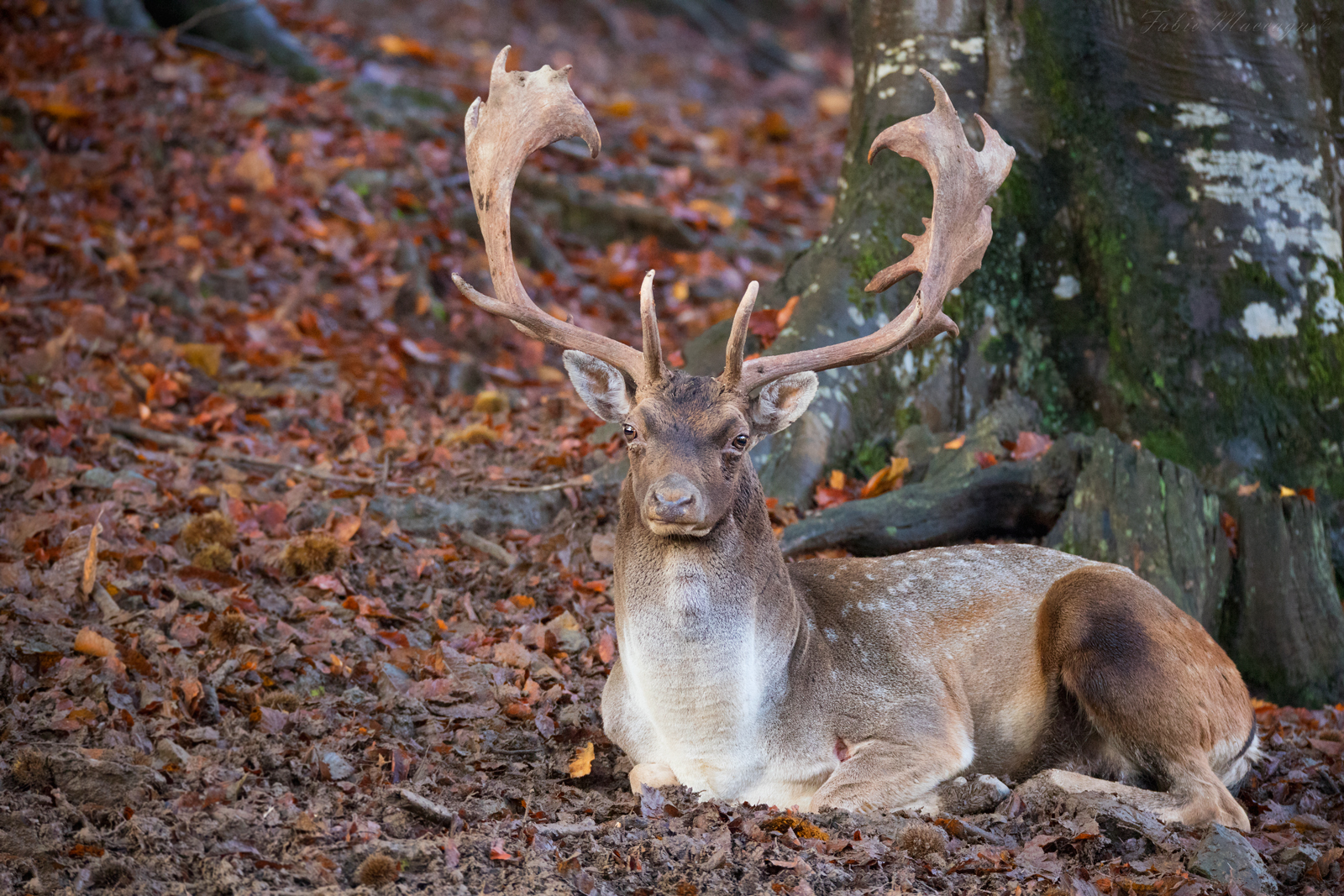 Rest after the yearning