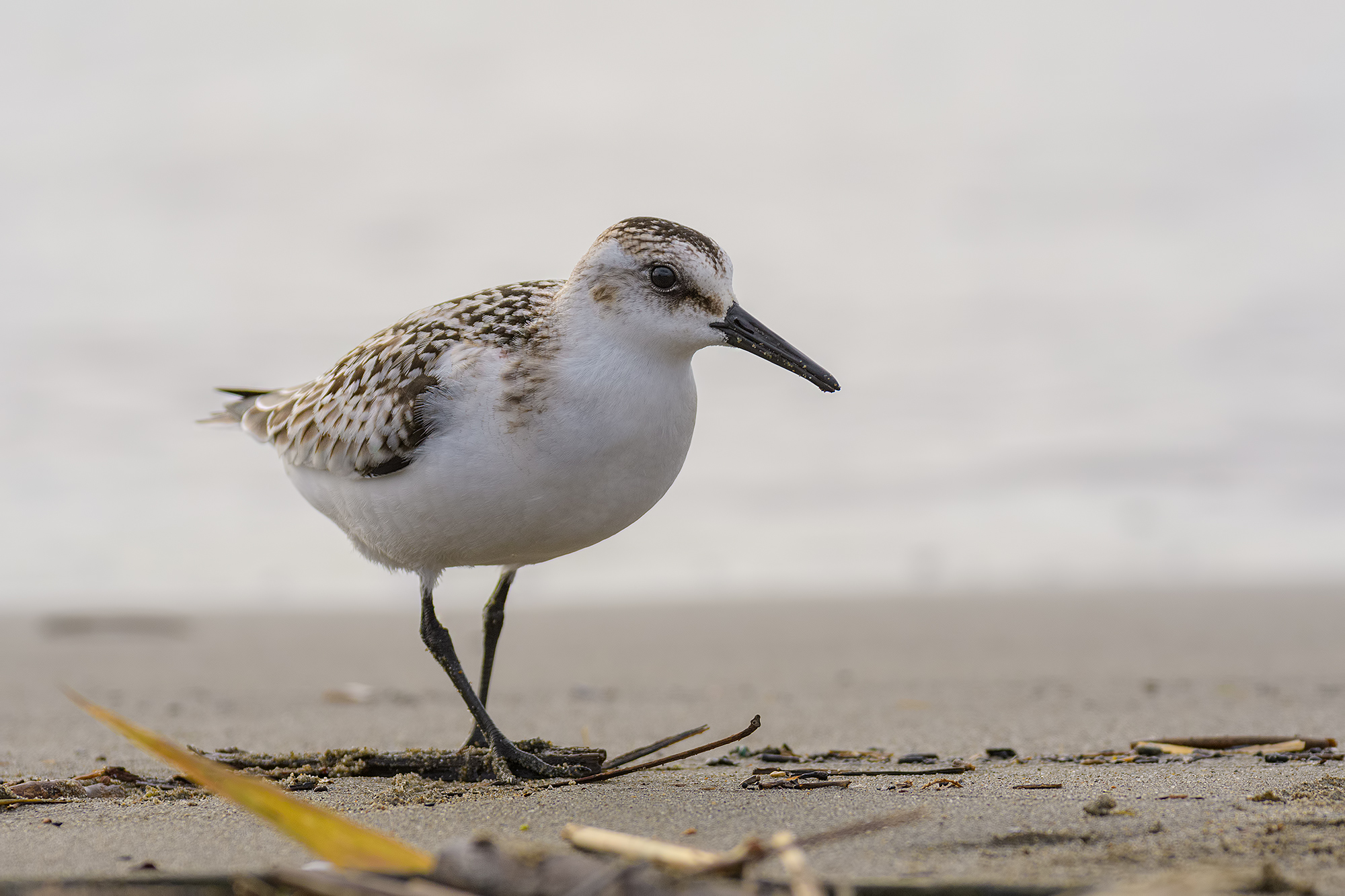 Piovanello tridattilo- foce del Serchio