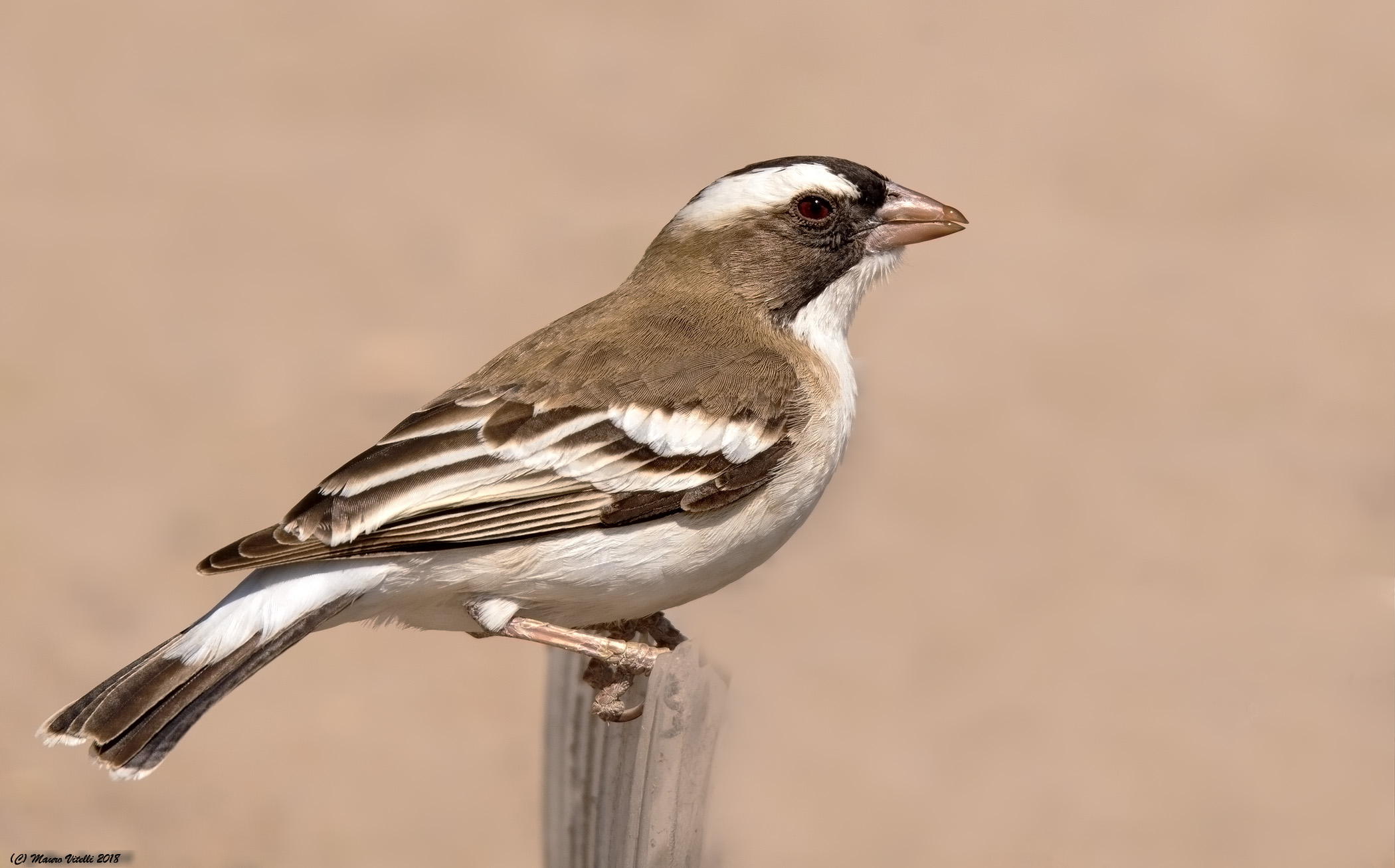 Passero Tessitore (Plocepasser mahali) Central Kalahari
