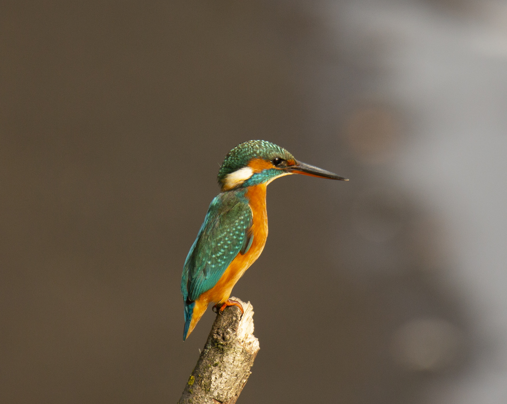 Ancora un Martino oggi....