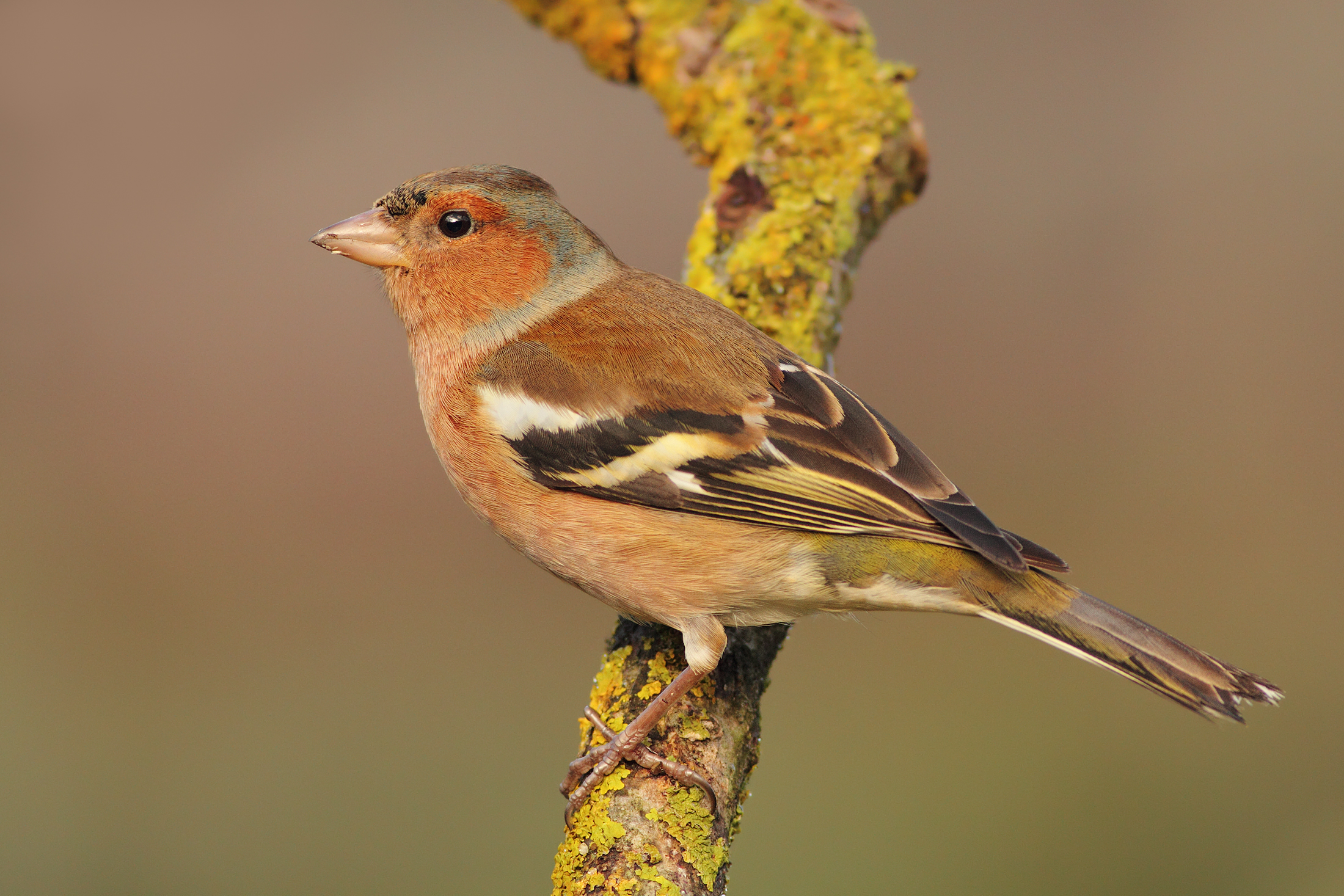 Male chaffinch