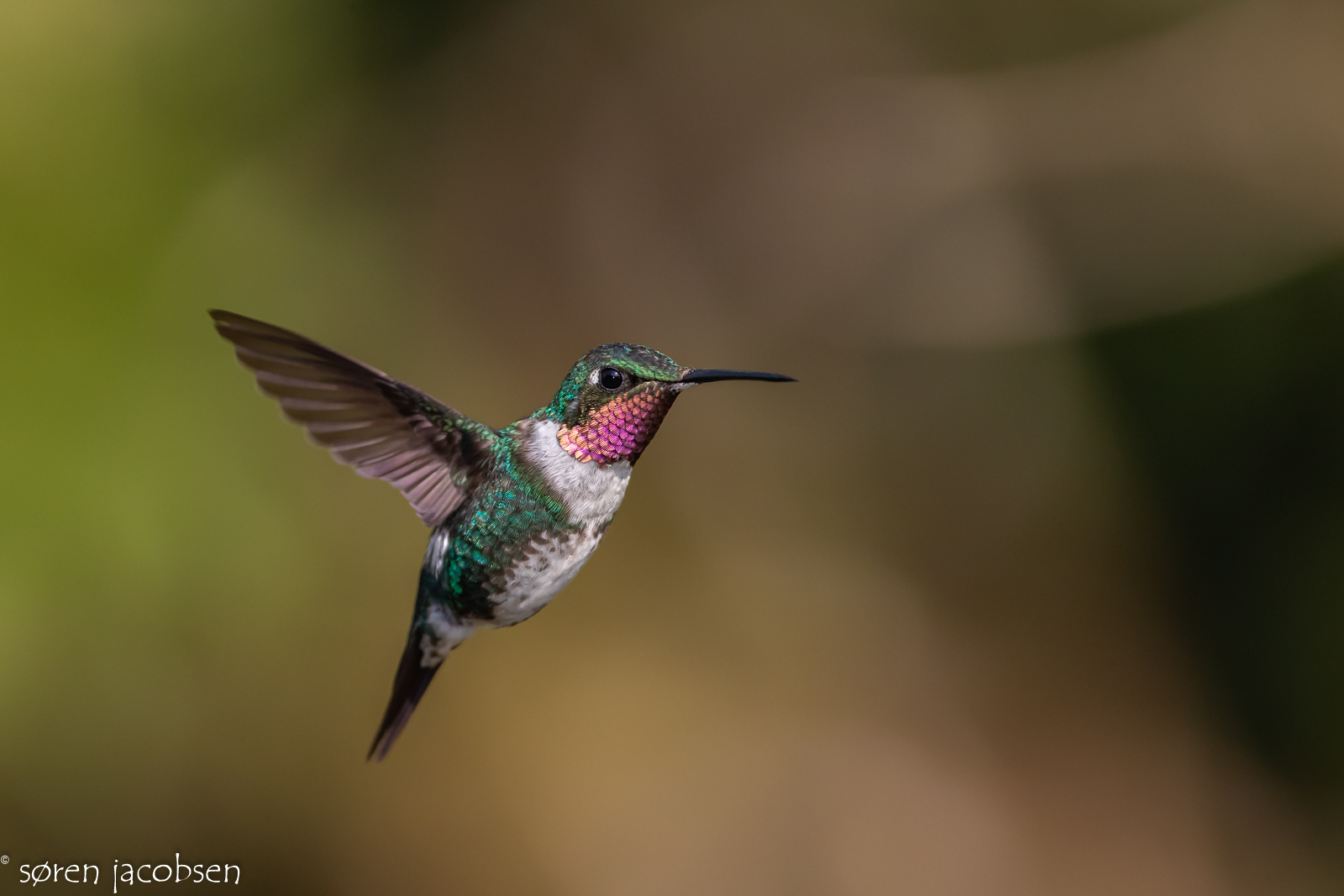 WOODSTAR dal ventre bianco (maschio)