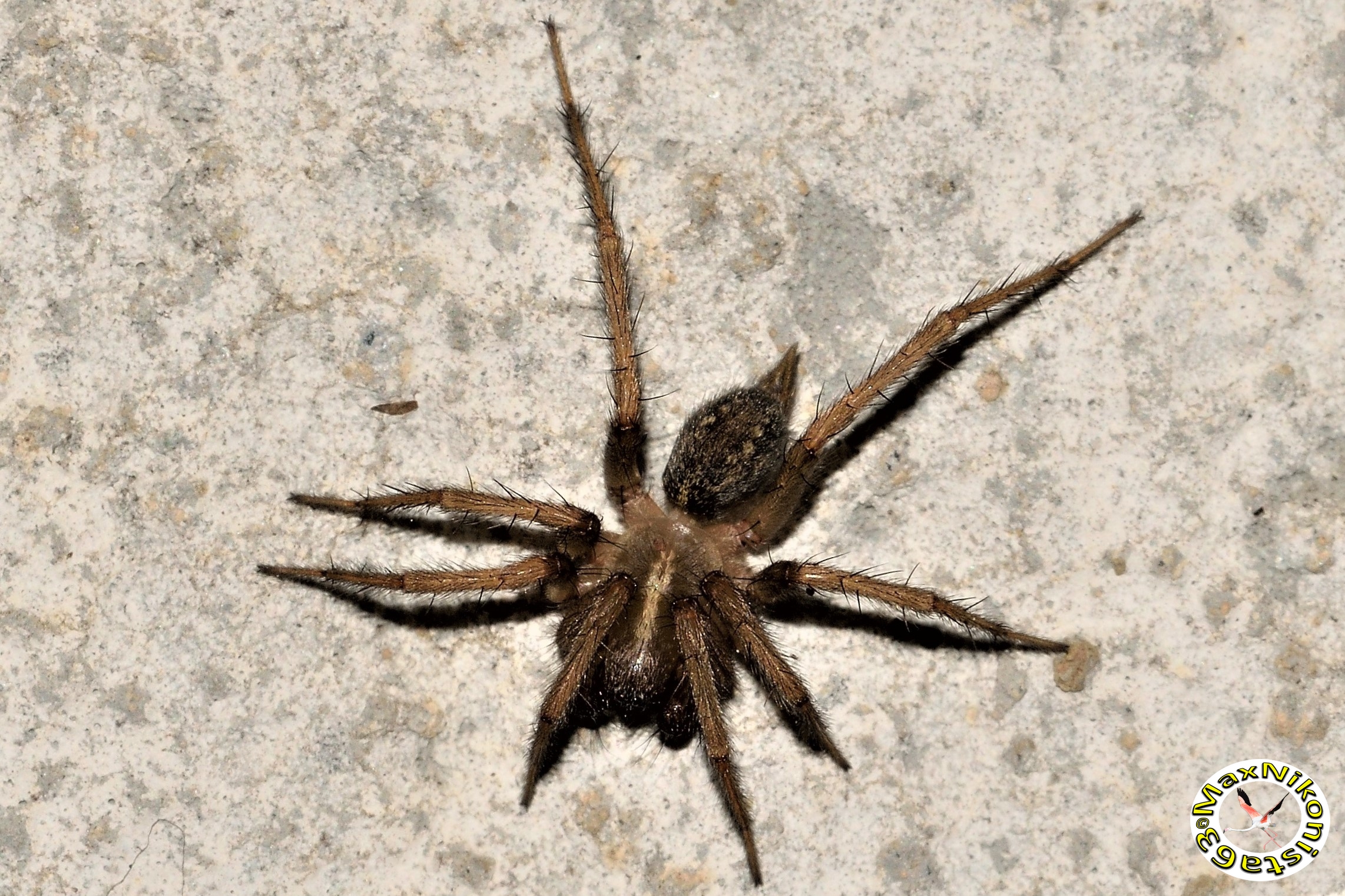 Lycosoides Coarctata